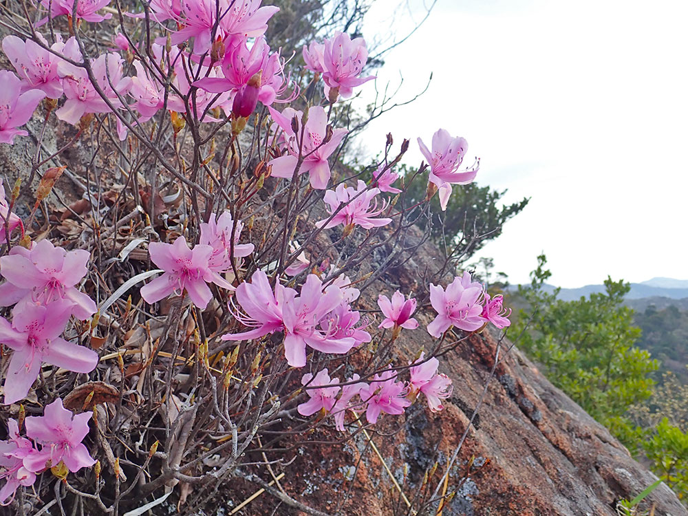 比叡山の岩壁で出会った美しいミツバツツジ