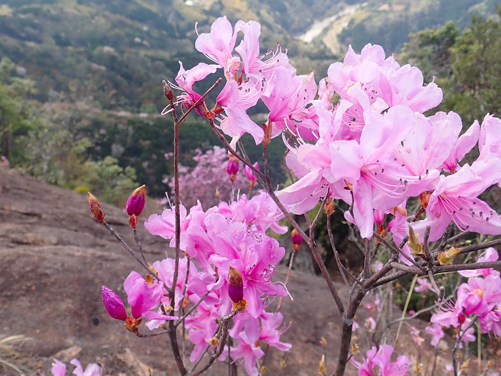 比叡山の岩峰に咲くミツバツツジ
