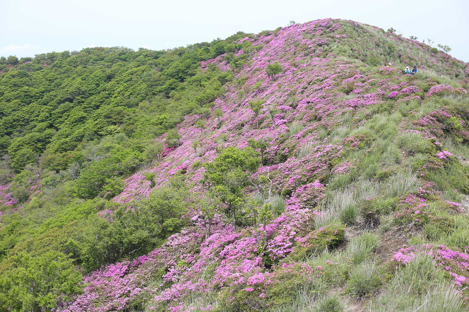 大幡山の稜線に咲くミヤマキリシマ