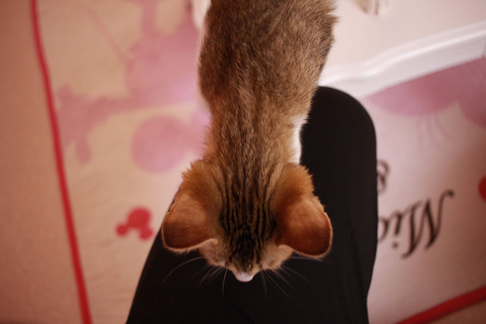 足によじ登って甘えてくる仔猫
