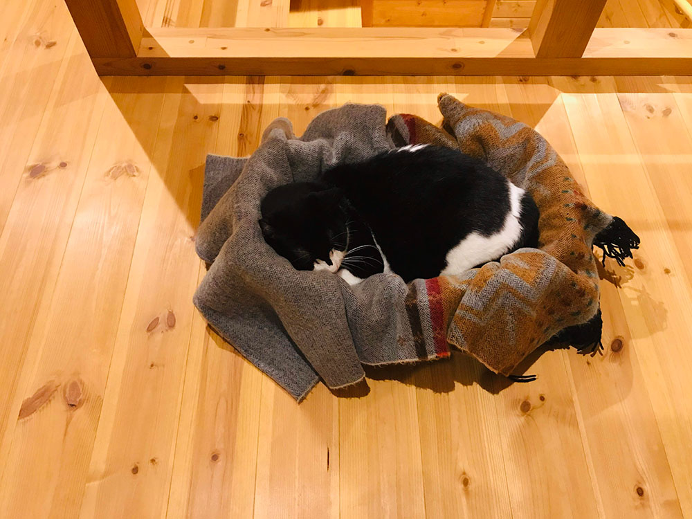 猫も毛布で丸くなります