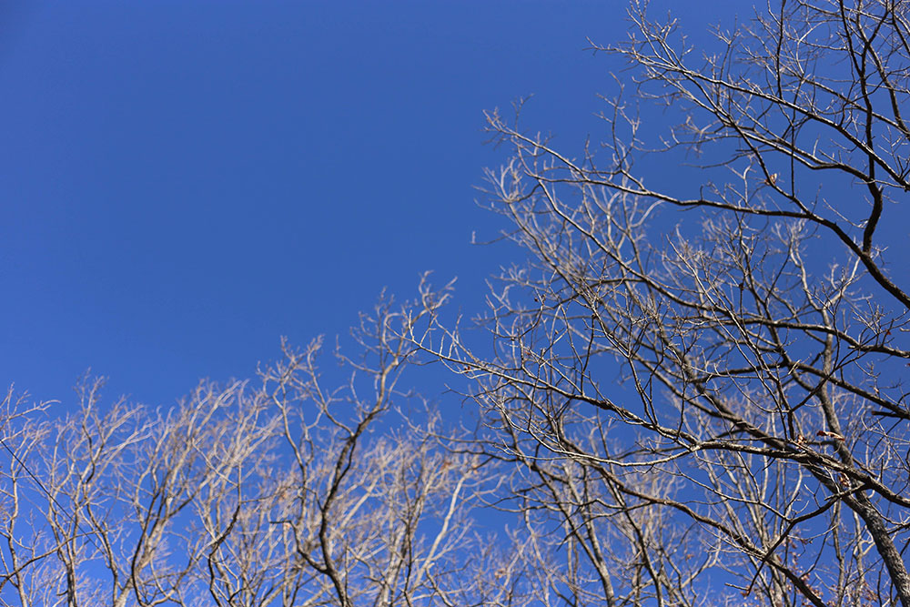 冬の枝と真っ青な空
