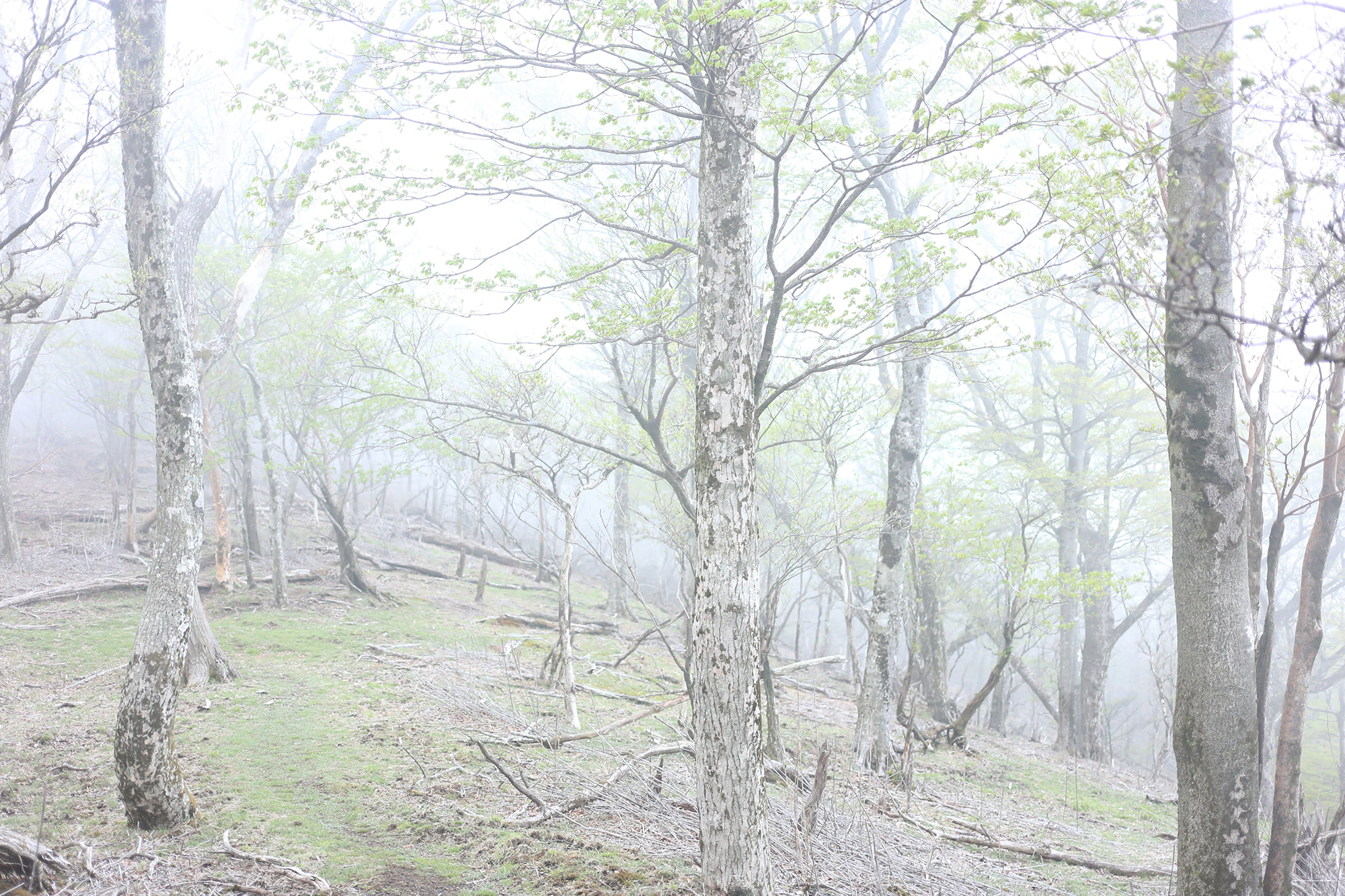 霧の中の原生林 Portal ポータル