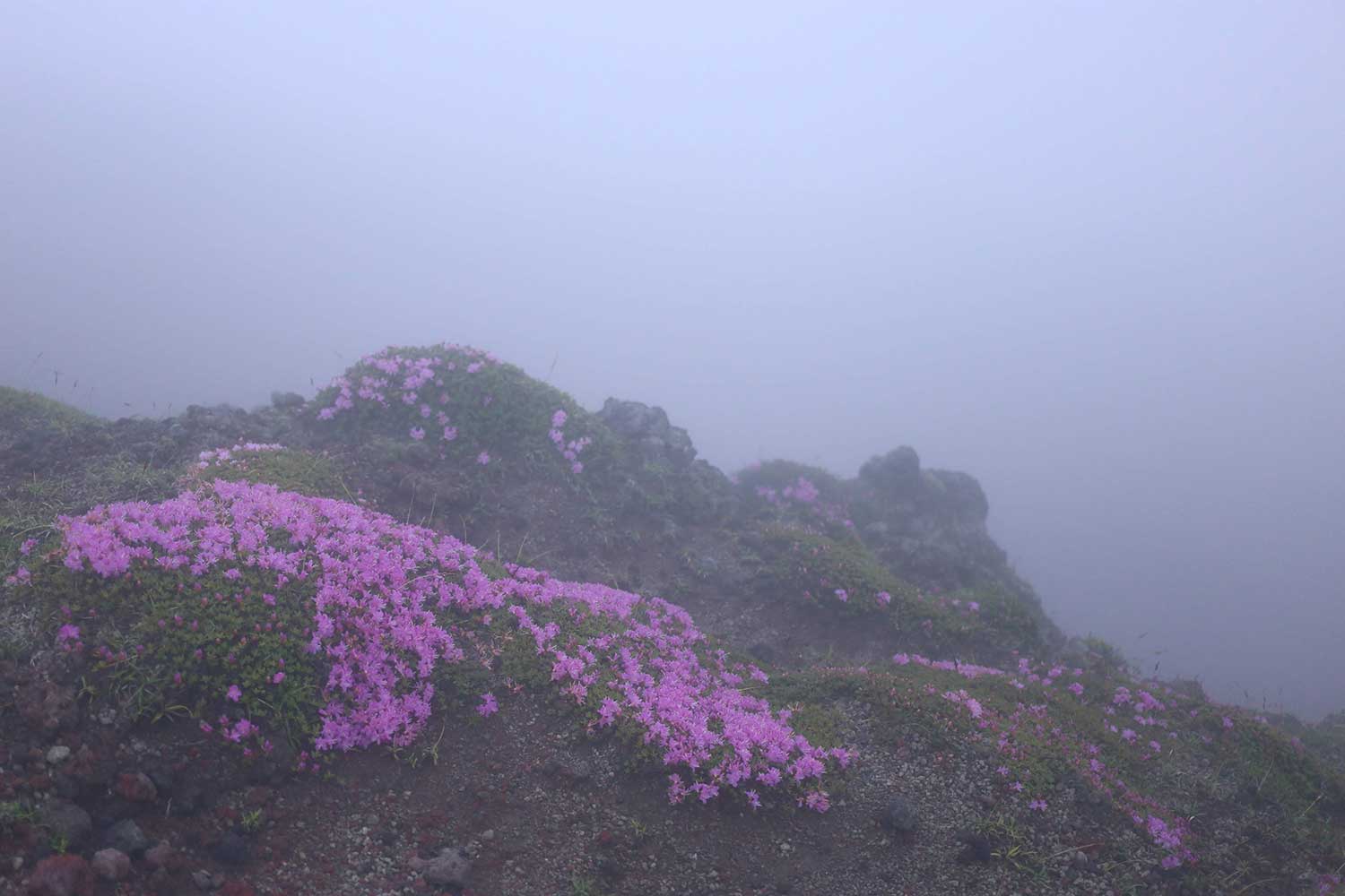 霧の中に咲くミヤマキリシマ