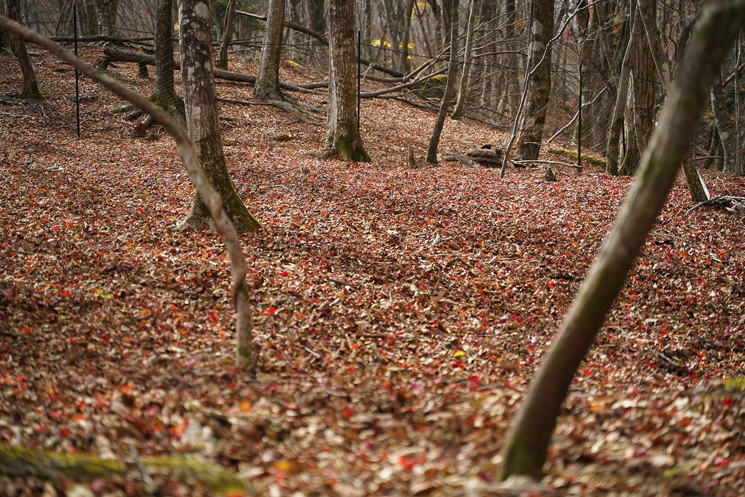 落ち葉の絨毯が美しい季節でした