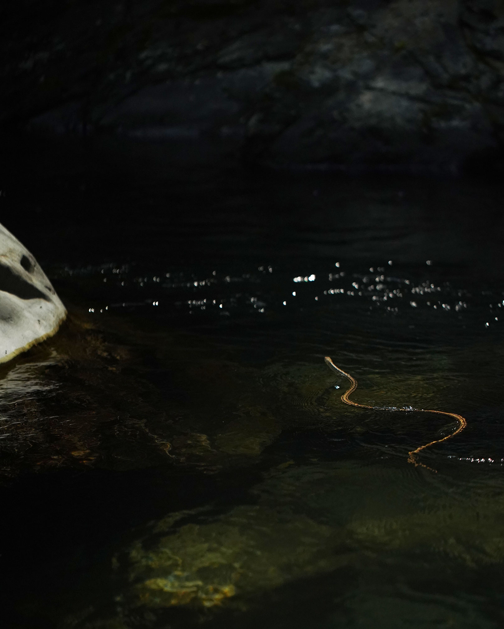 泳ぐシマヘビ