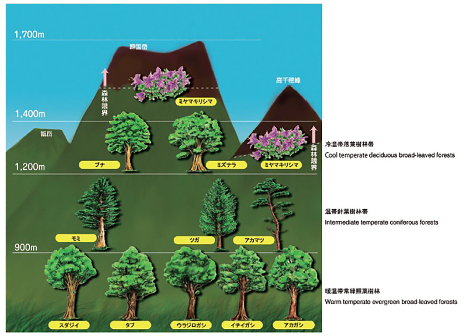 霧島山における植生の垂直分布のモデル