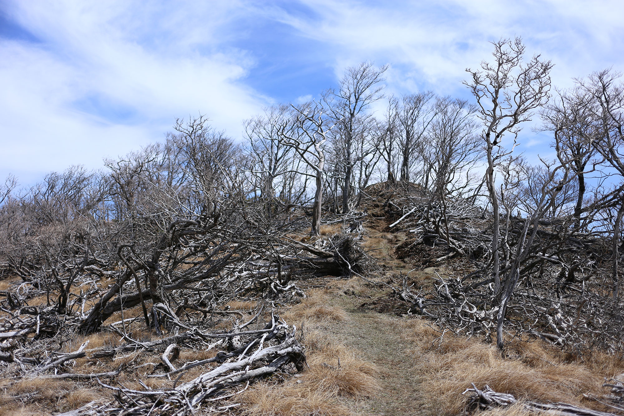 たくさんの樹木が倒れてしまった登山道