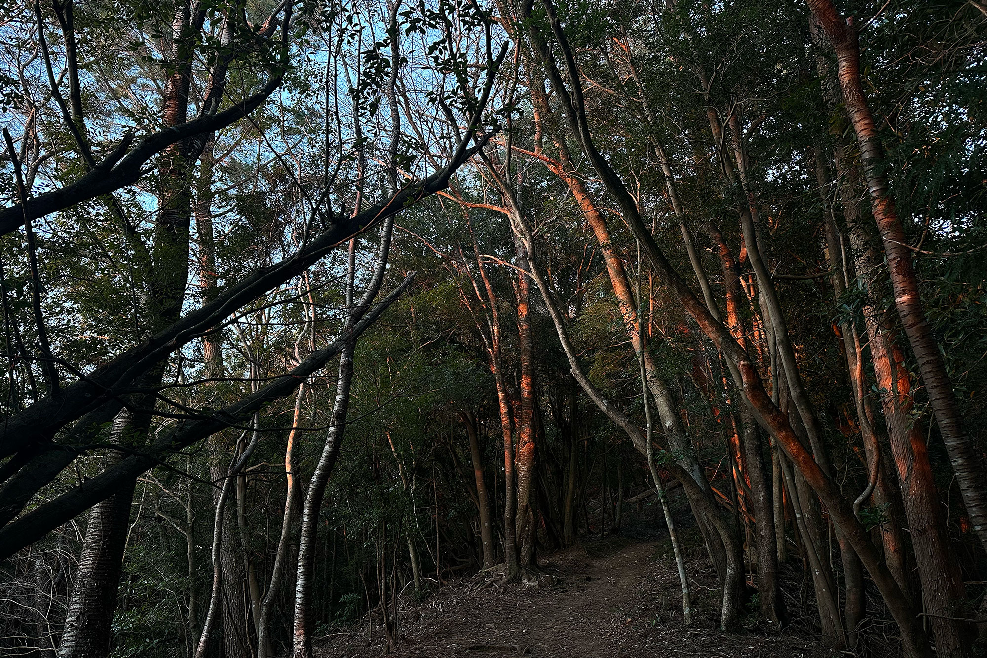 日の出を受ける朝の木々