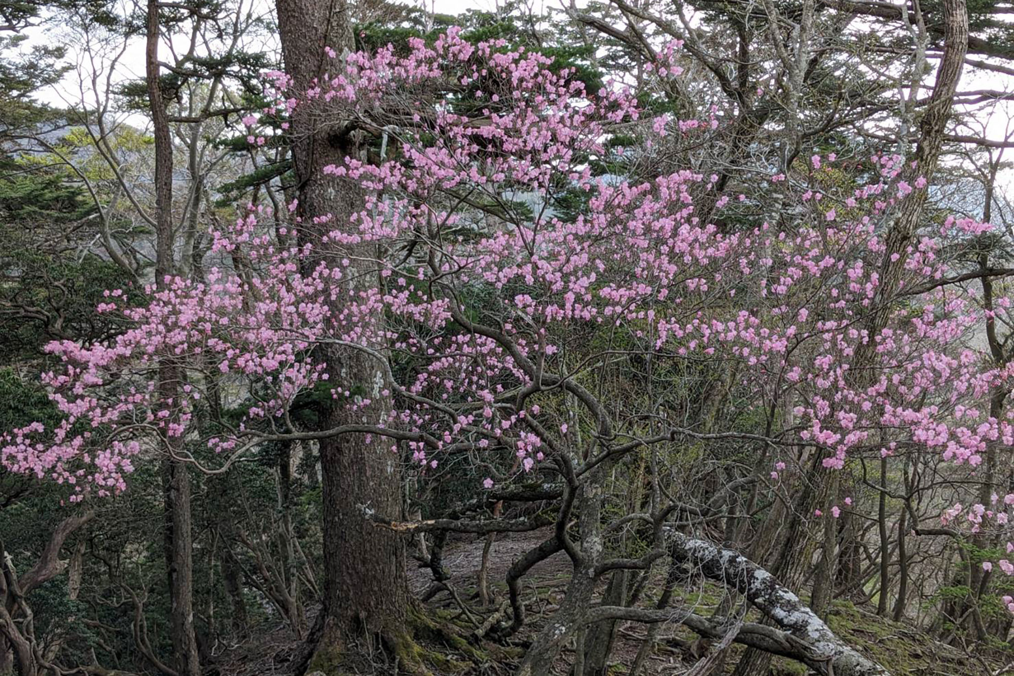 登山道に咲くアケボノツツジ
