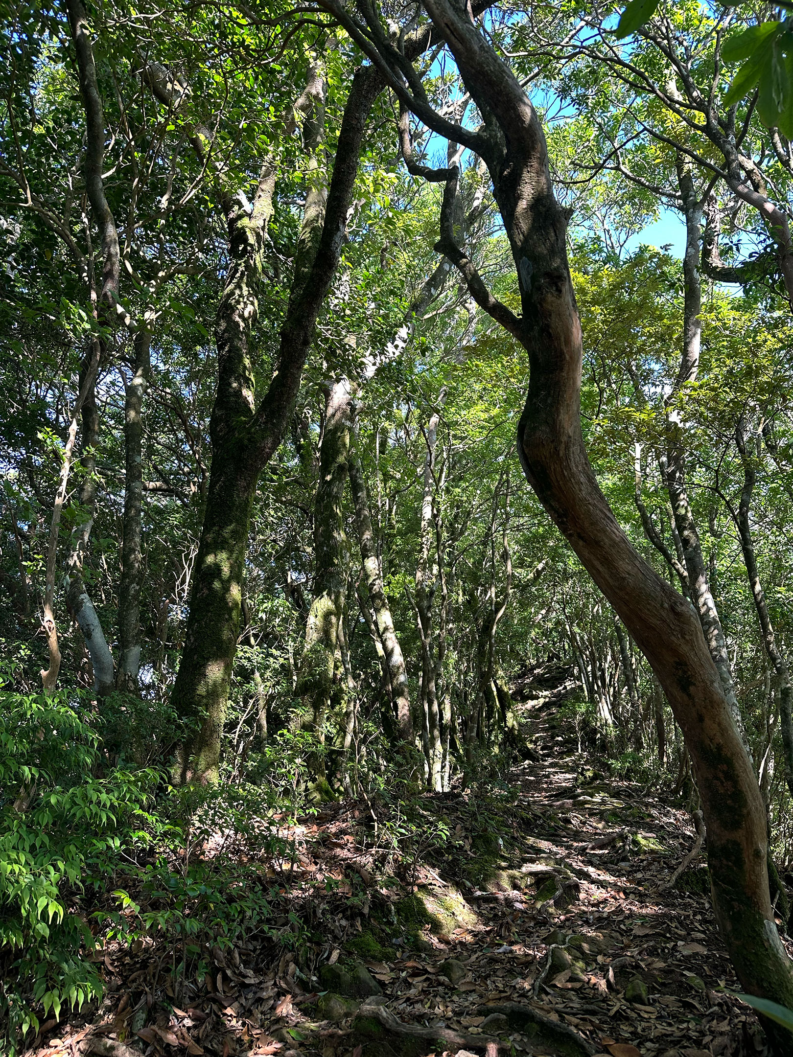 夏の登山道