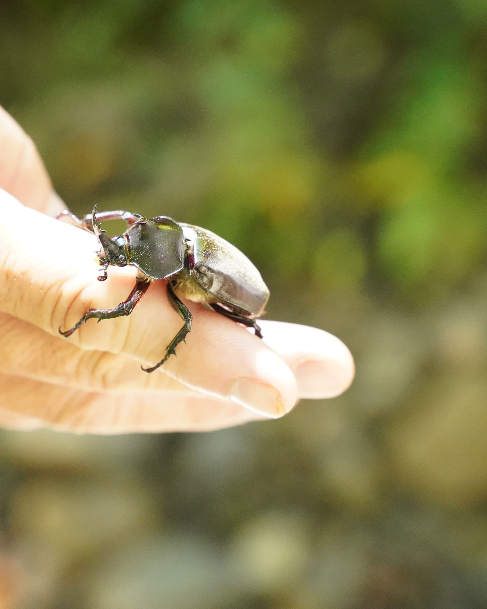 カブトムシ