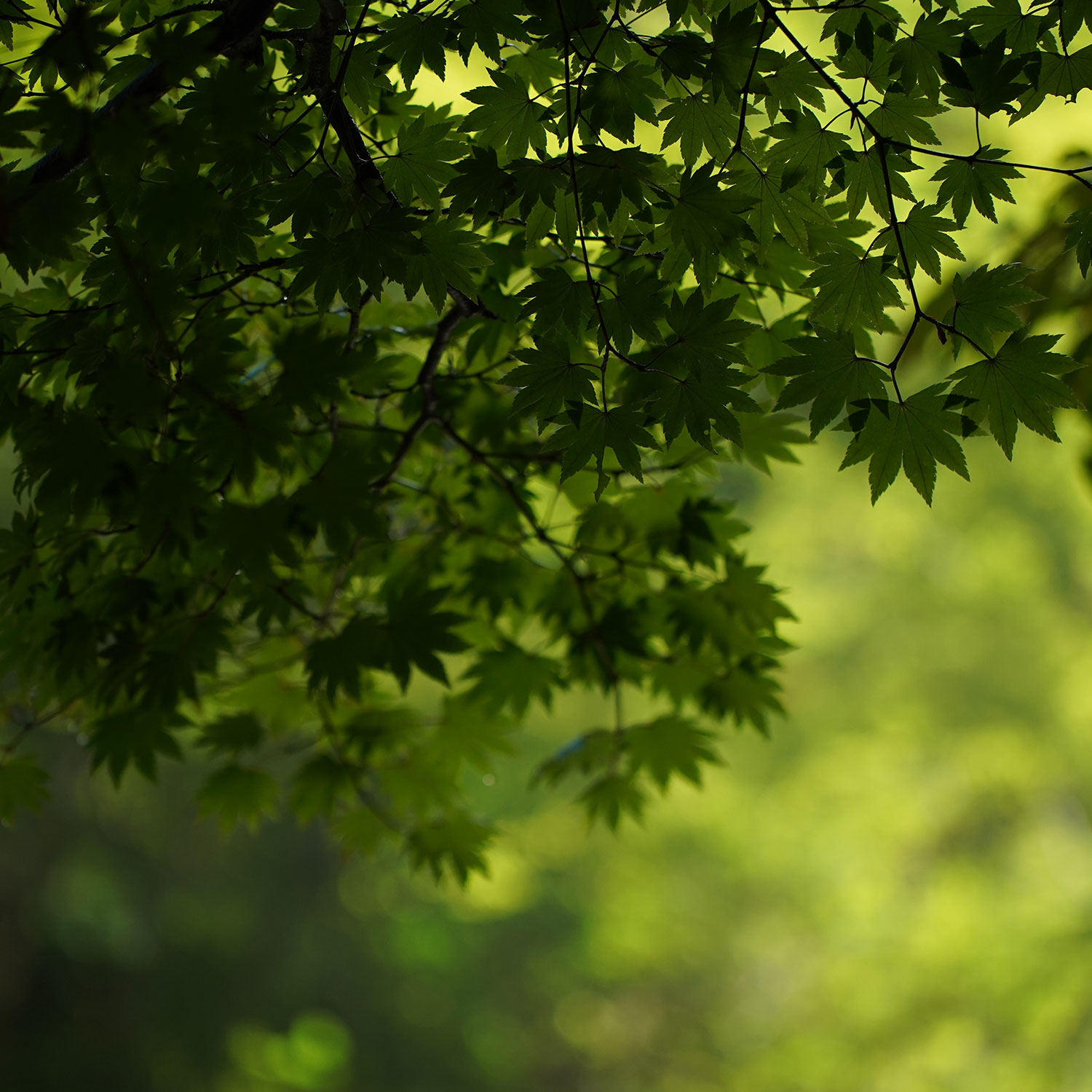 植物の緑