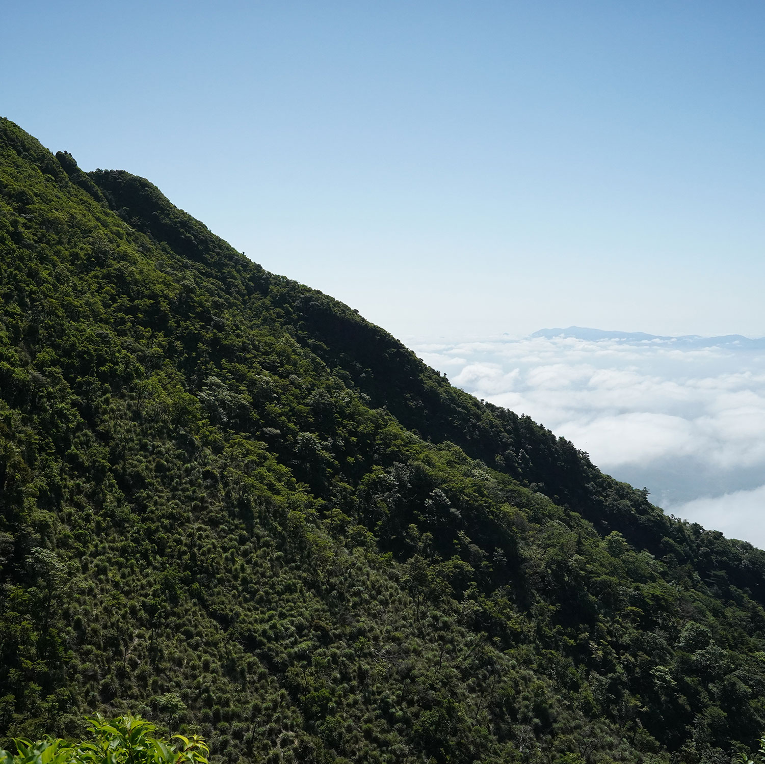 夏の山