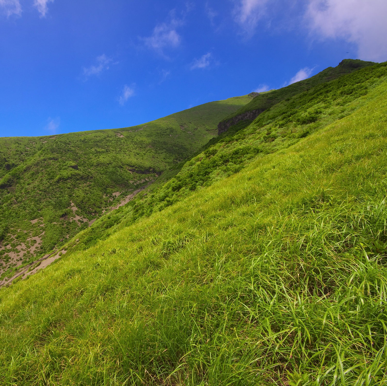 夏の山