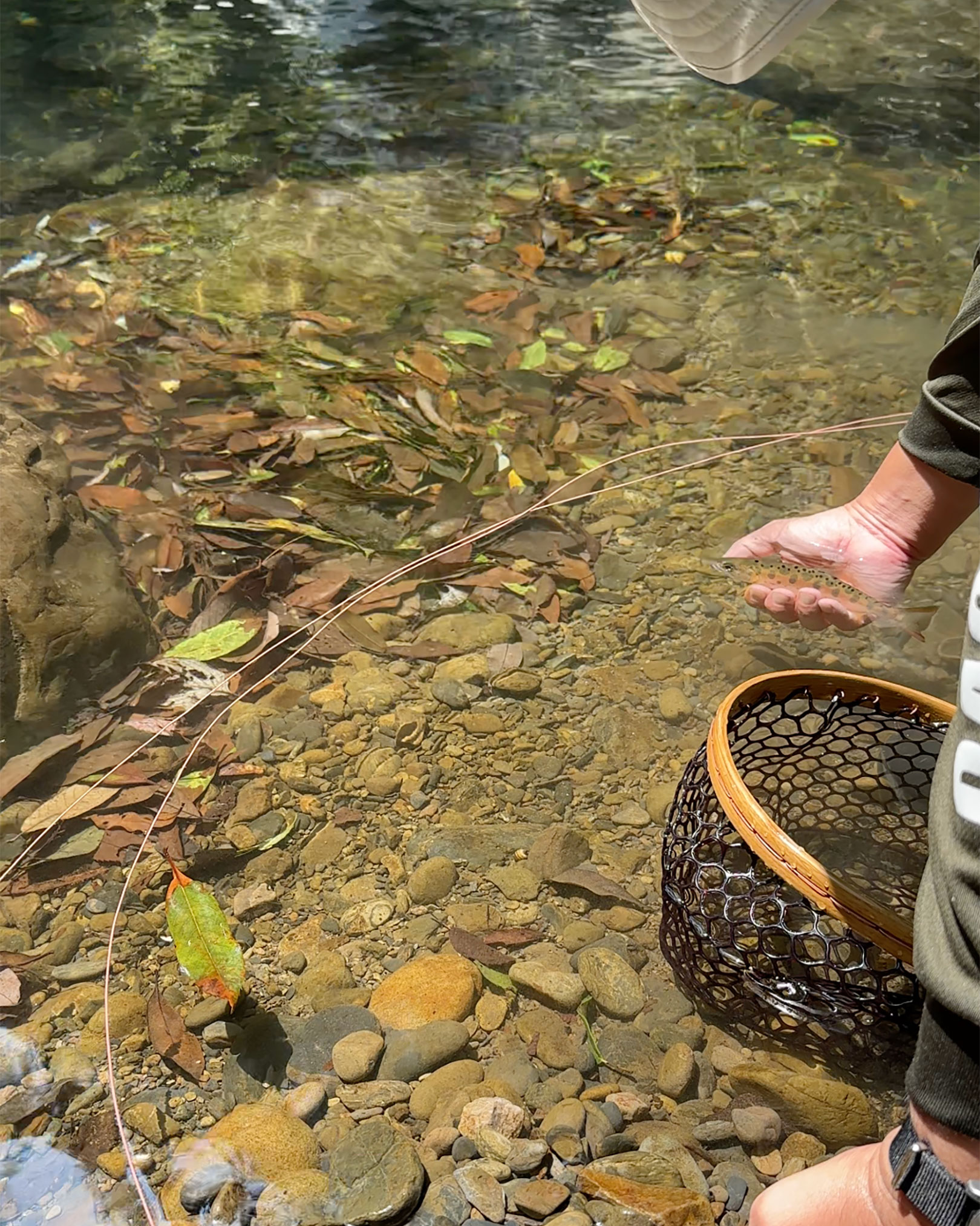 綺麗だと褒められていた山女魚