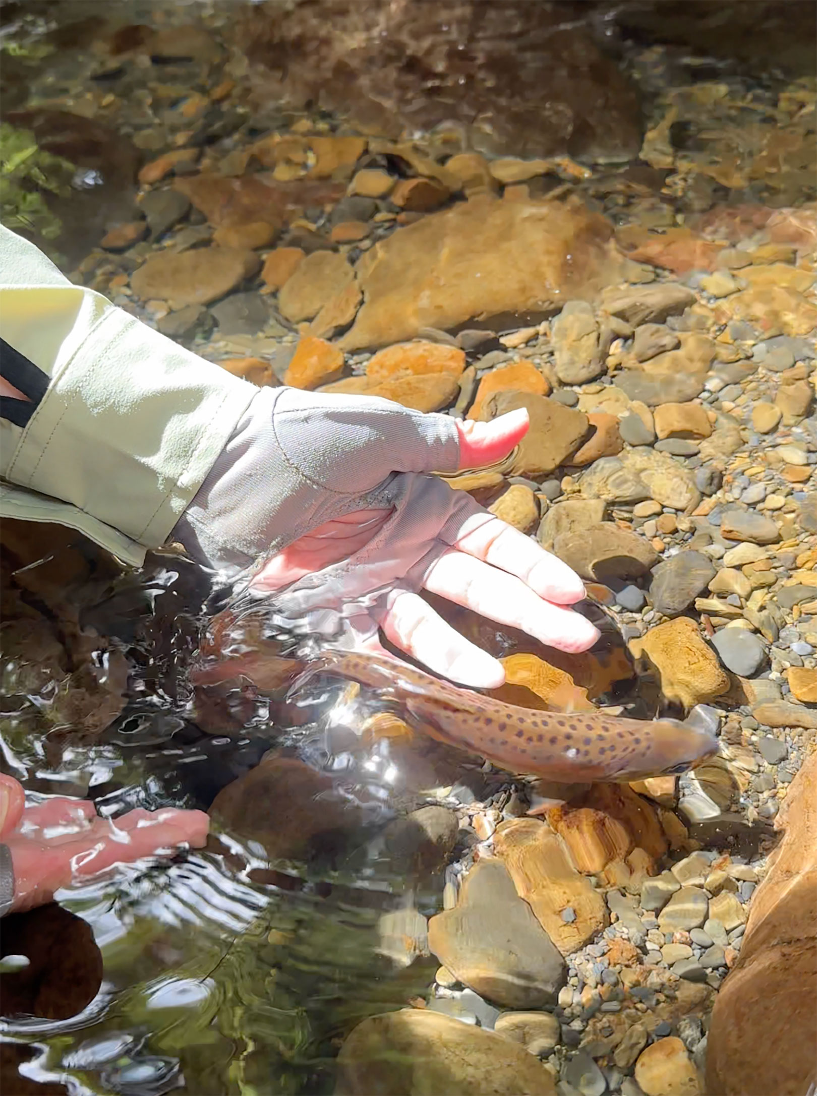 念願の山女魚