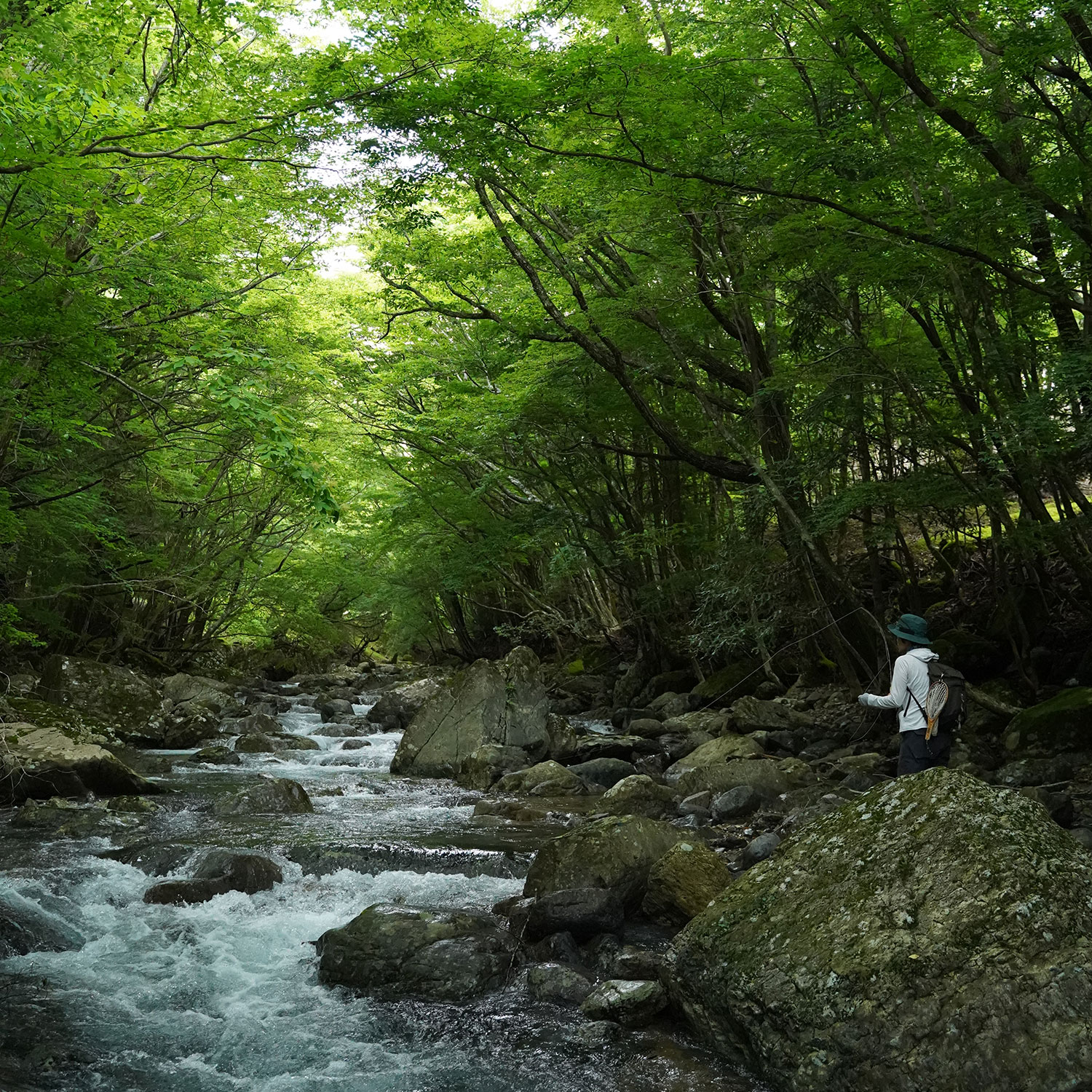 山奥の源流域にて