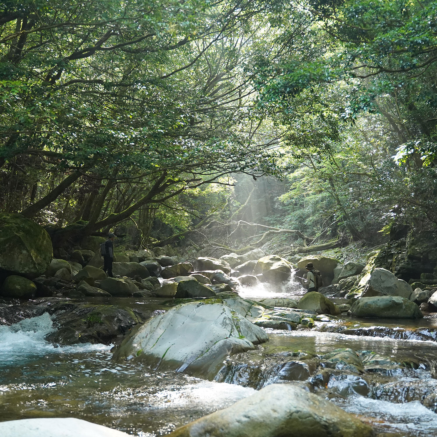 夏の涼の楽しみとして