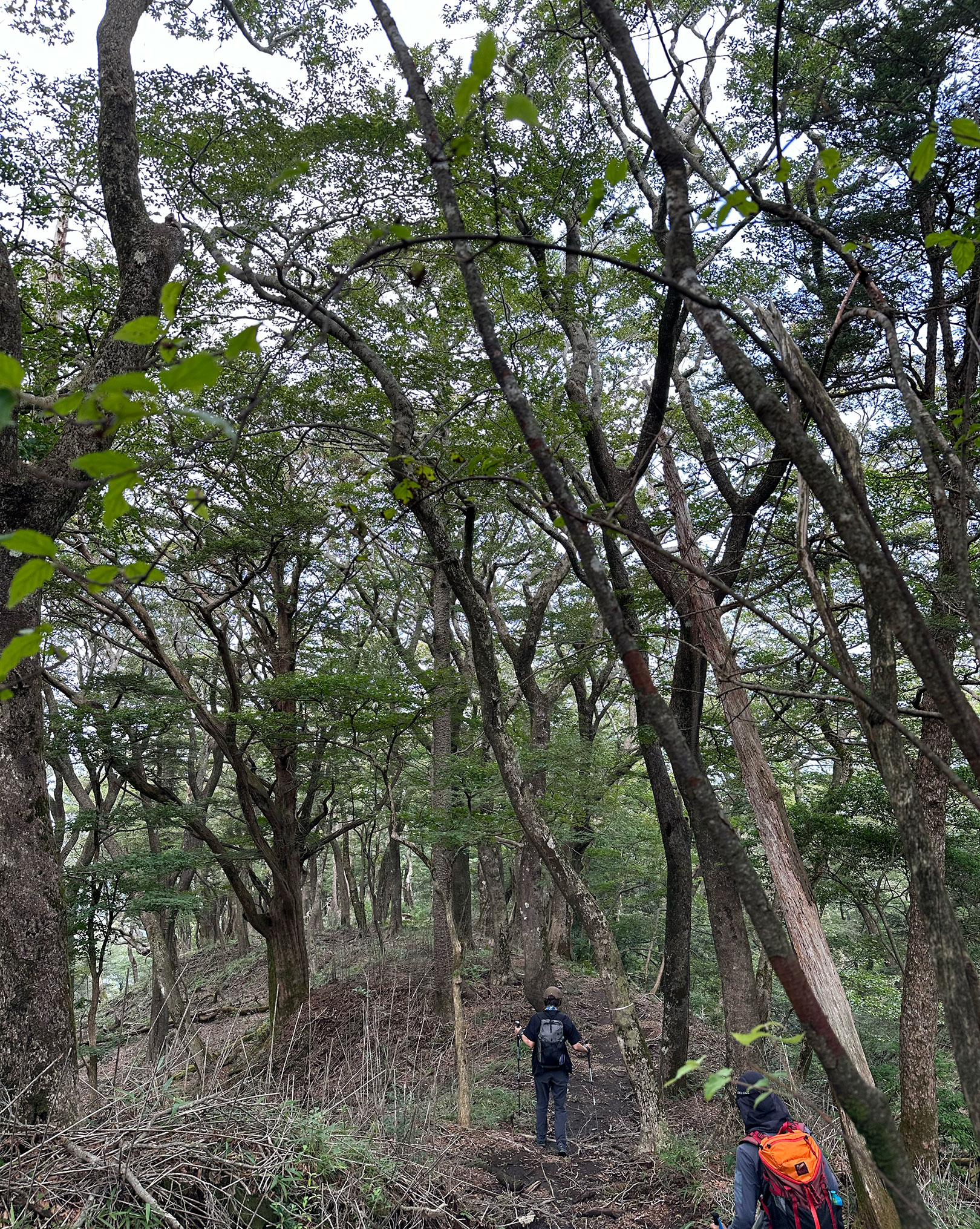 美しい霧島の森