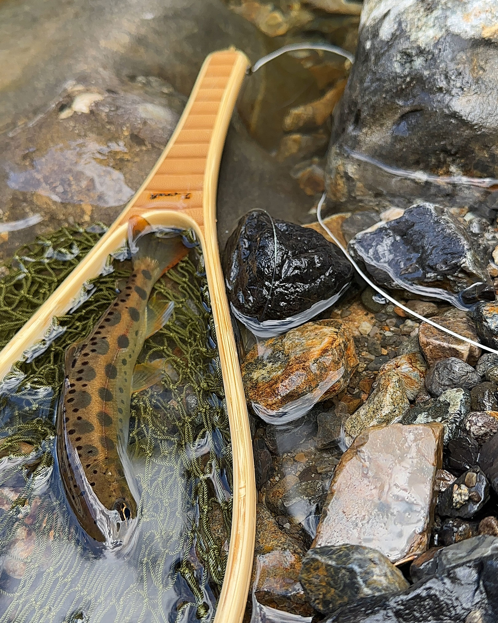 今シーズン最後の山女魚