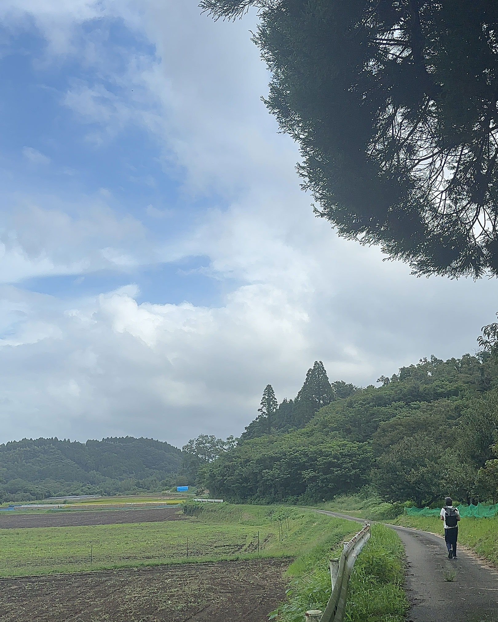 のどかな道