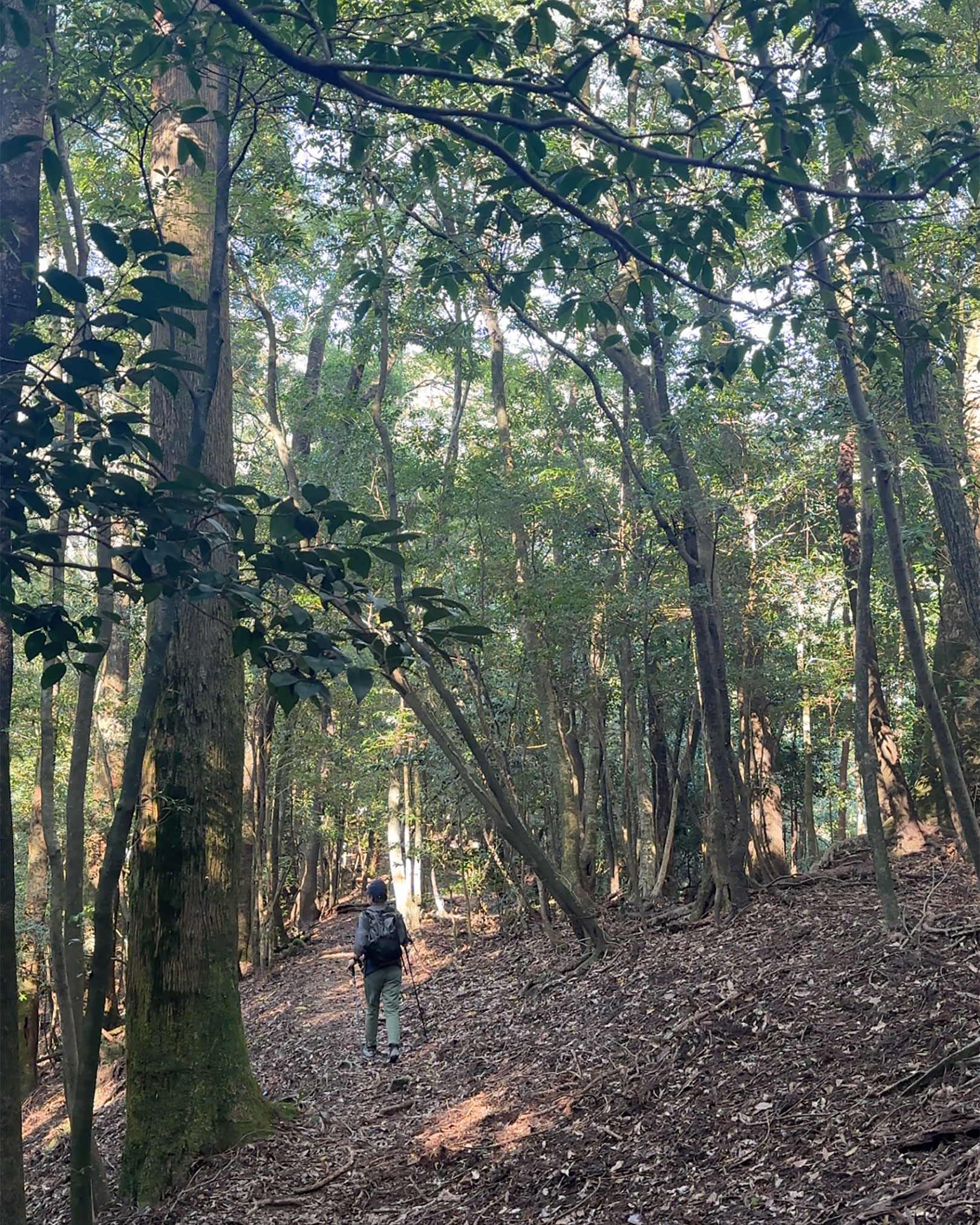 後半の樹林帯