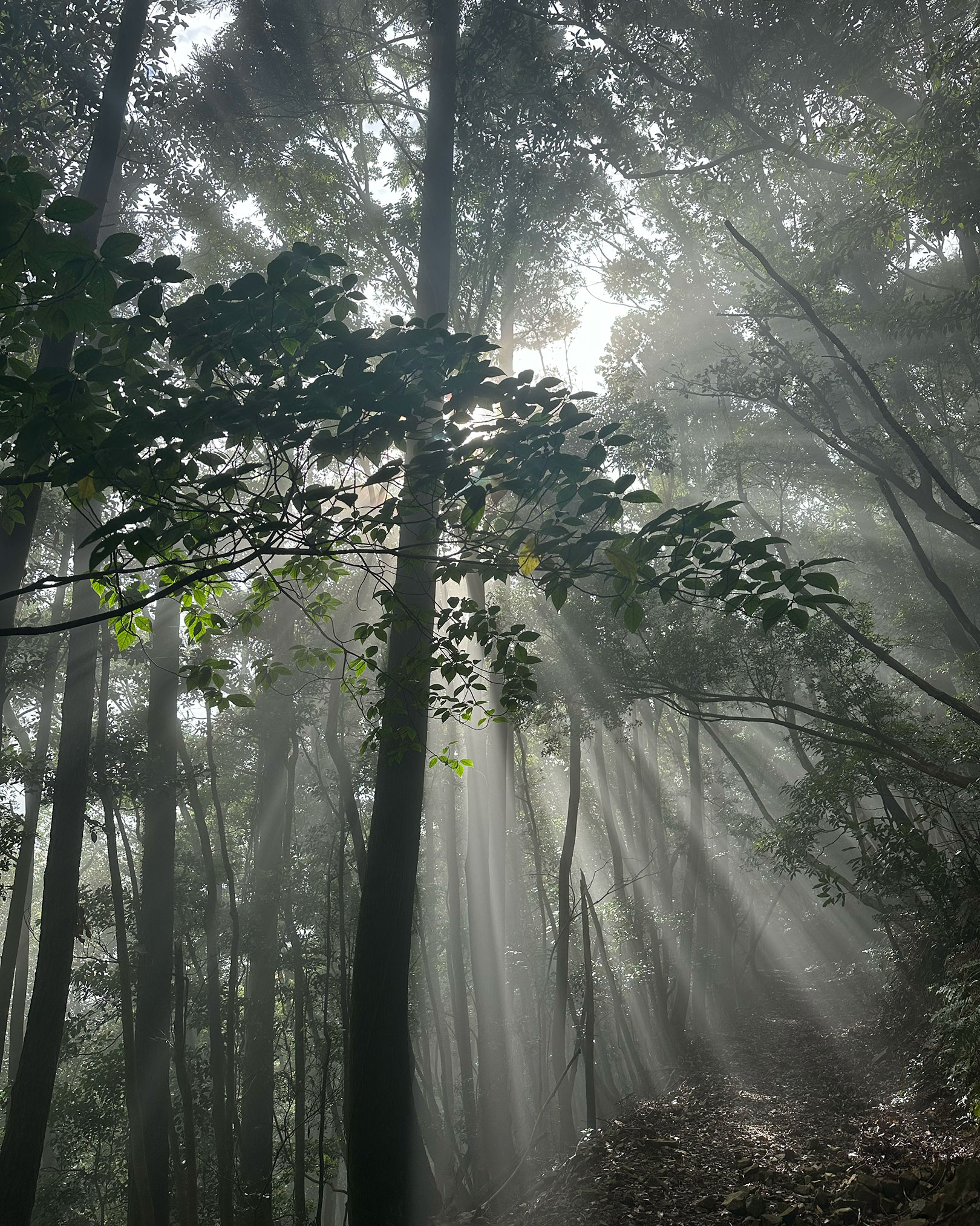 登山道にて