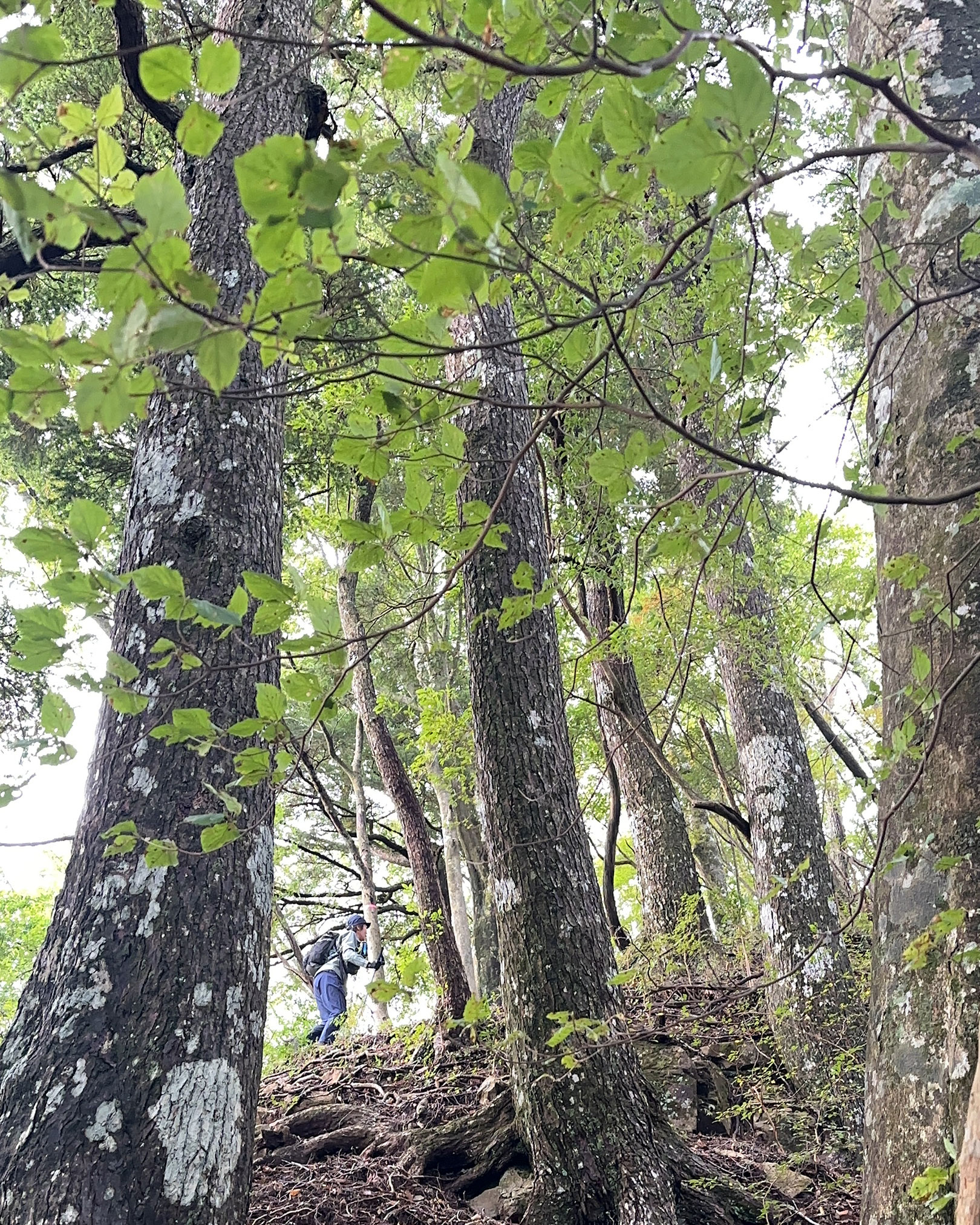 夏木山までの登り