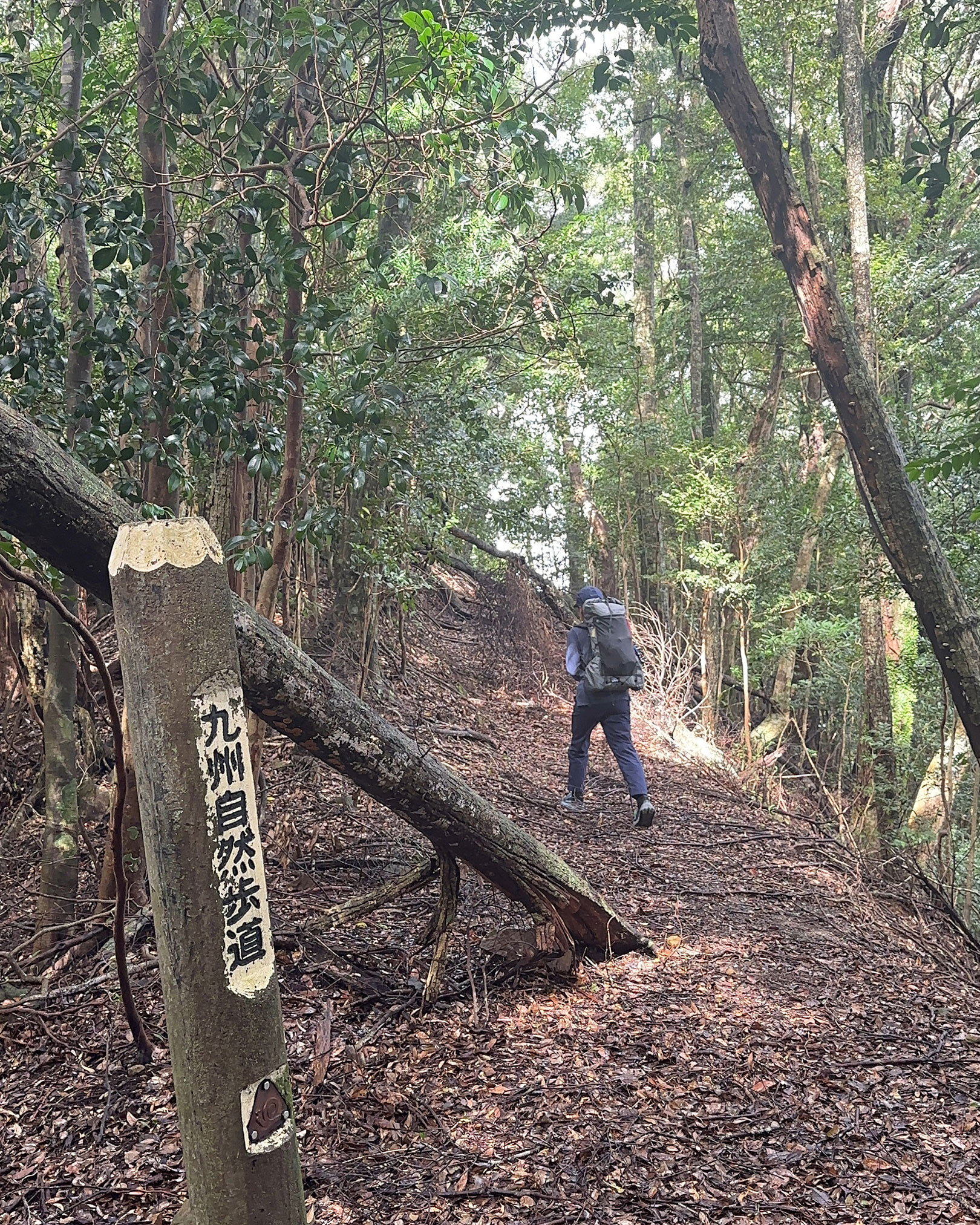 道が鮮明な箇所