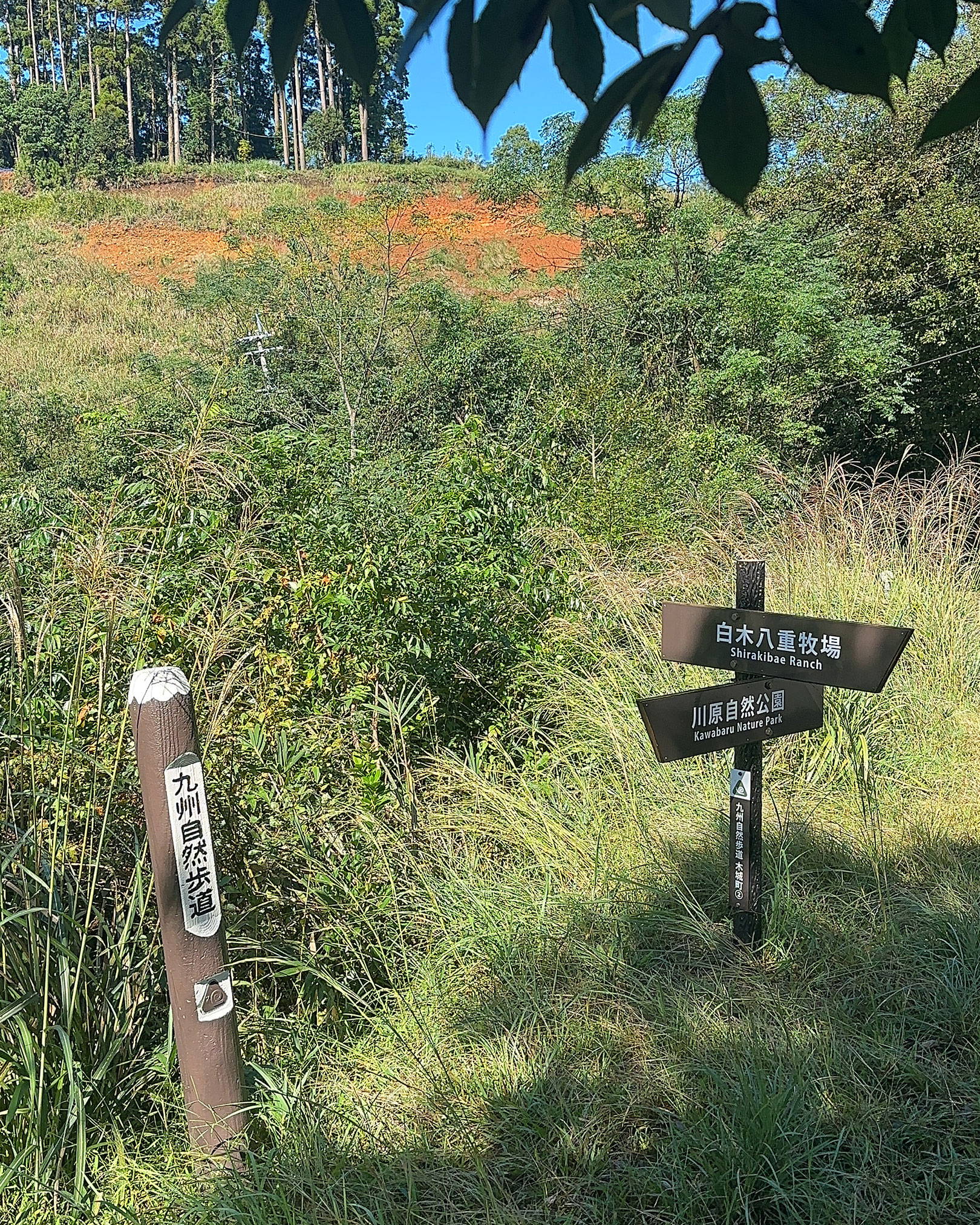 本当に綺麗な看板