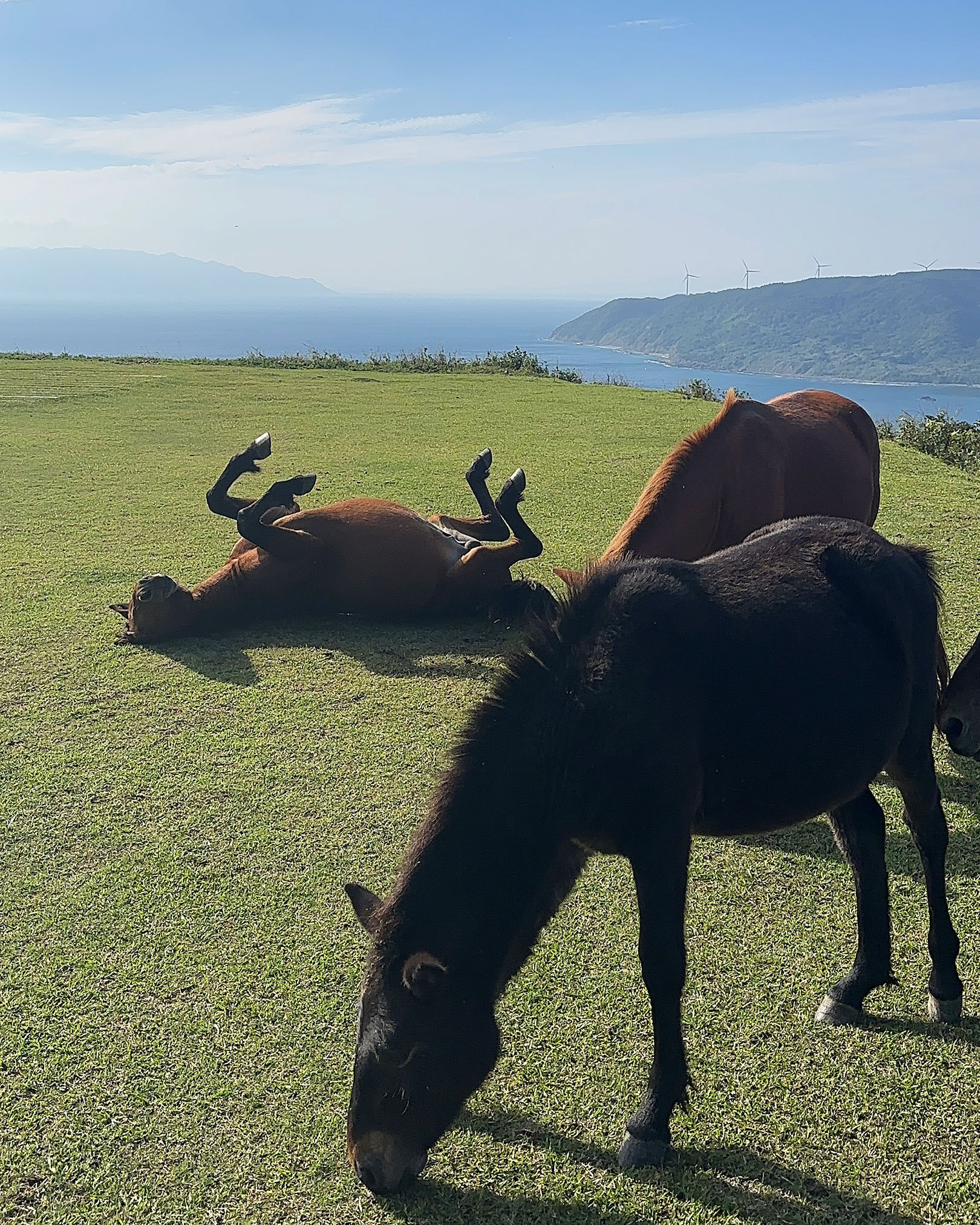 間近に眺める野生馬