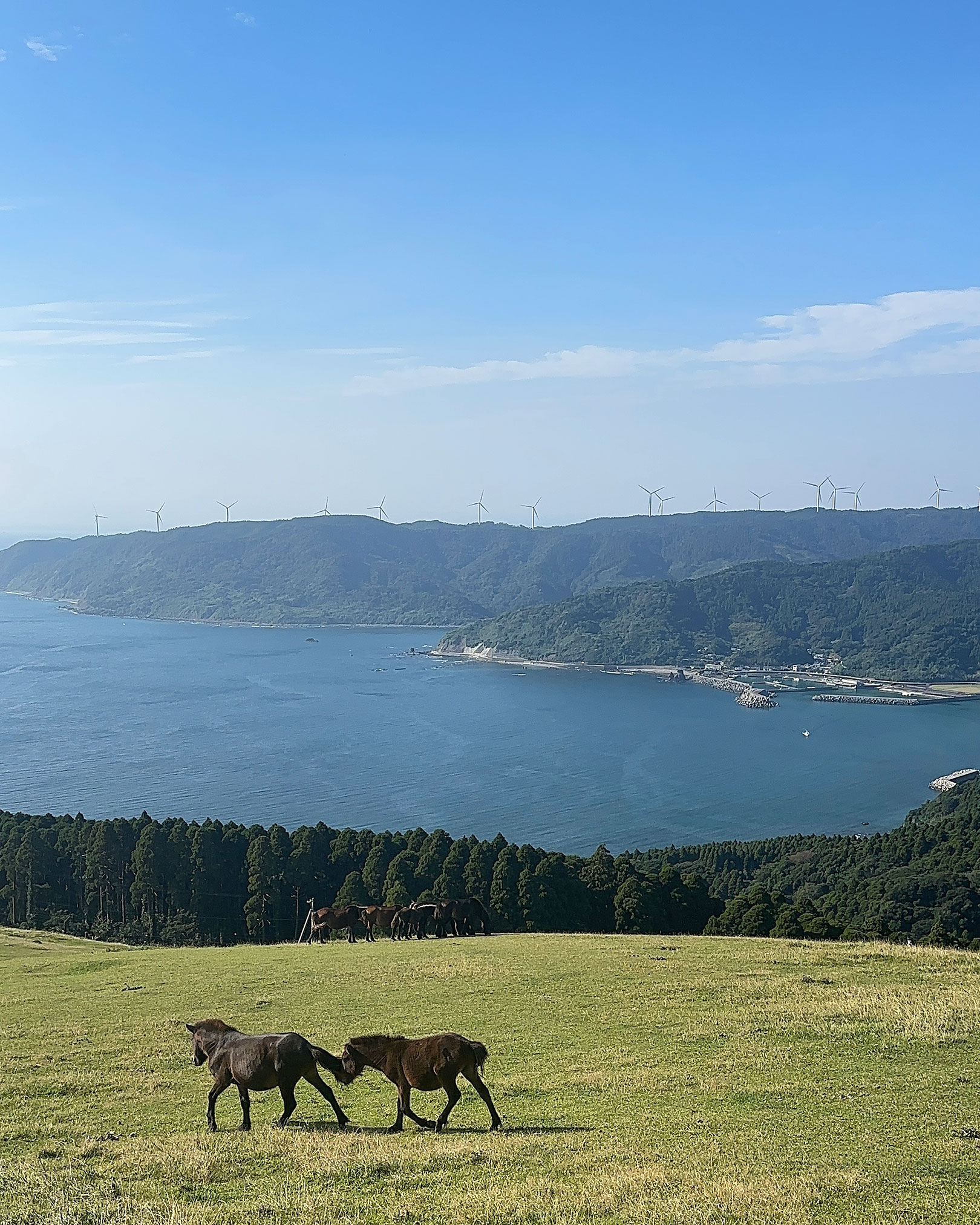 野生馬と海