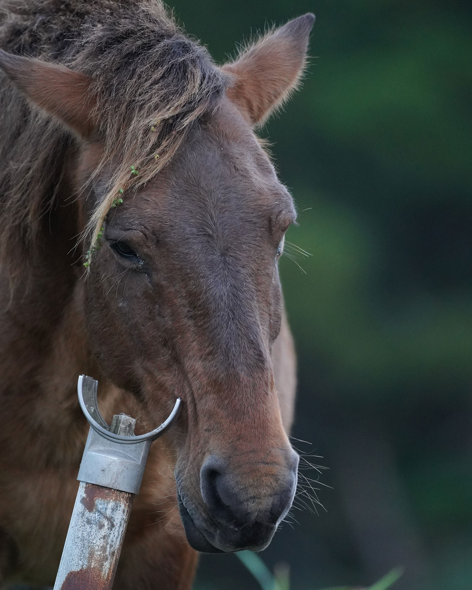 人工物で頬をかく馬