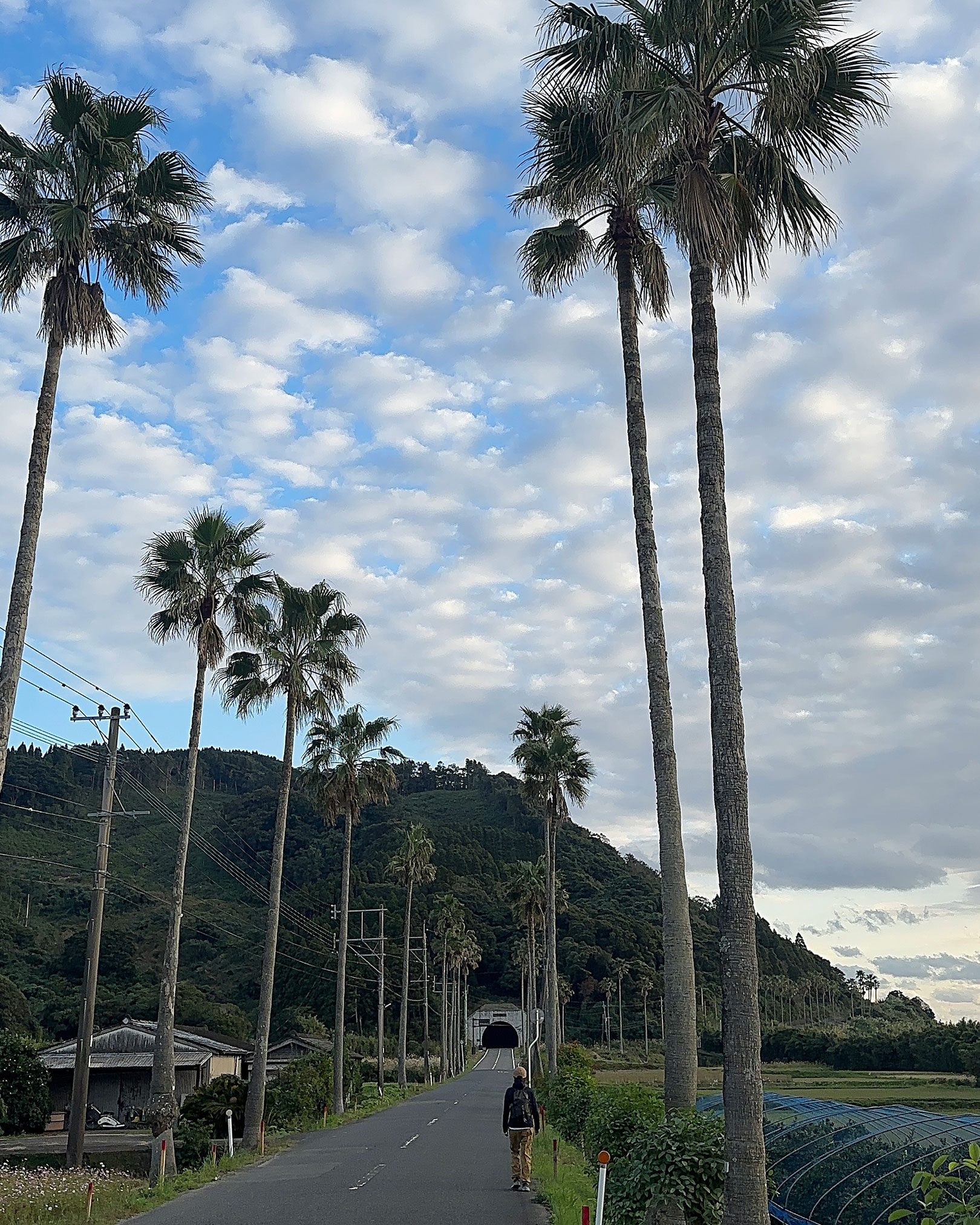 宮崎県らしい道