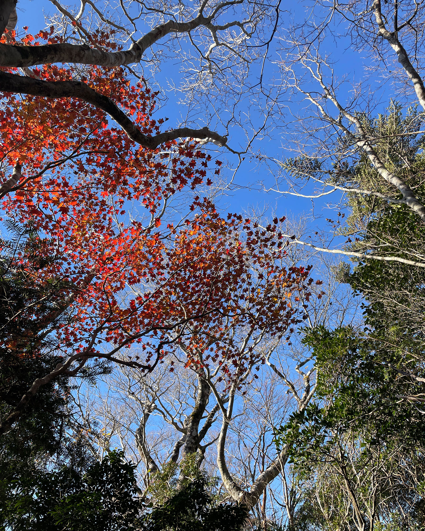 紅葉