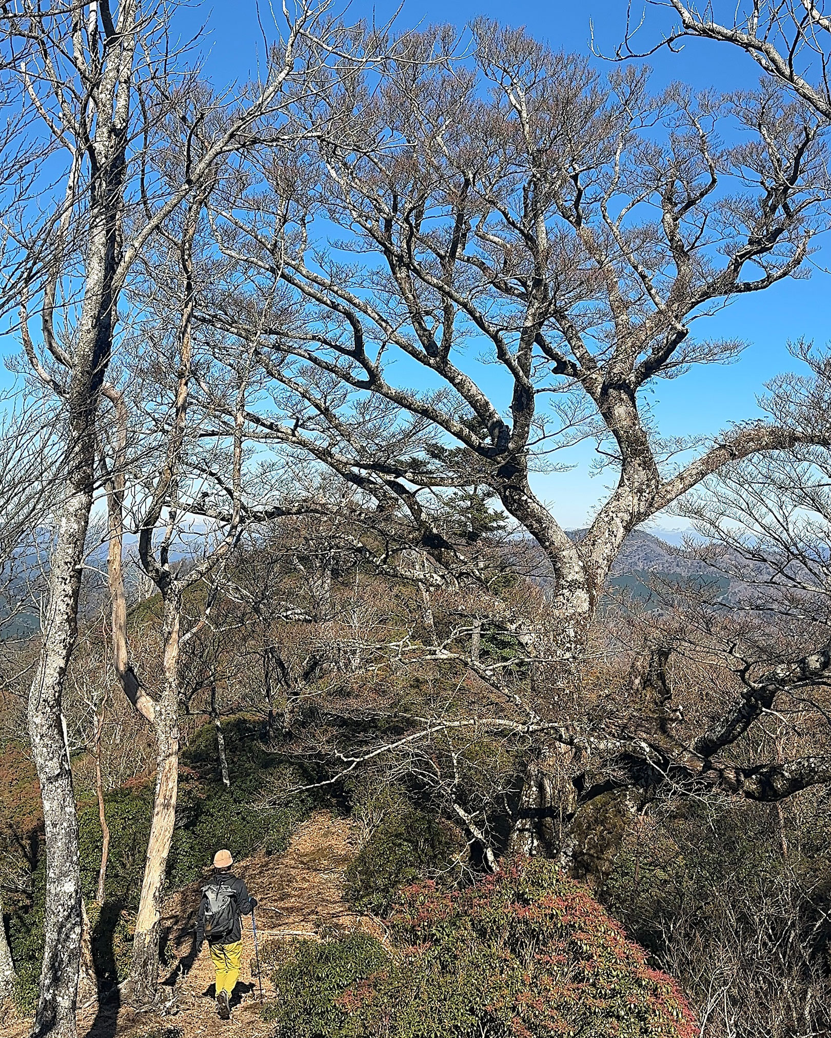 巨木の中を