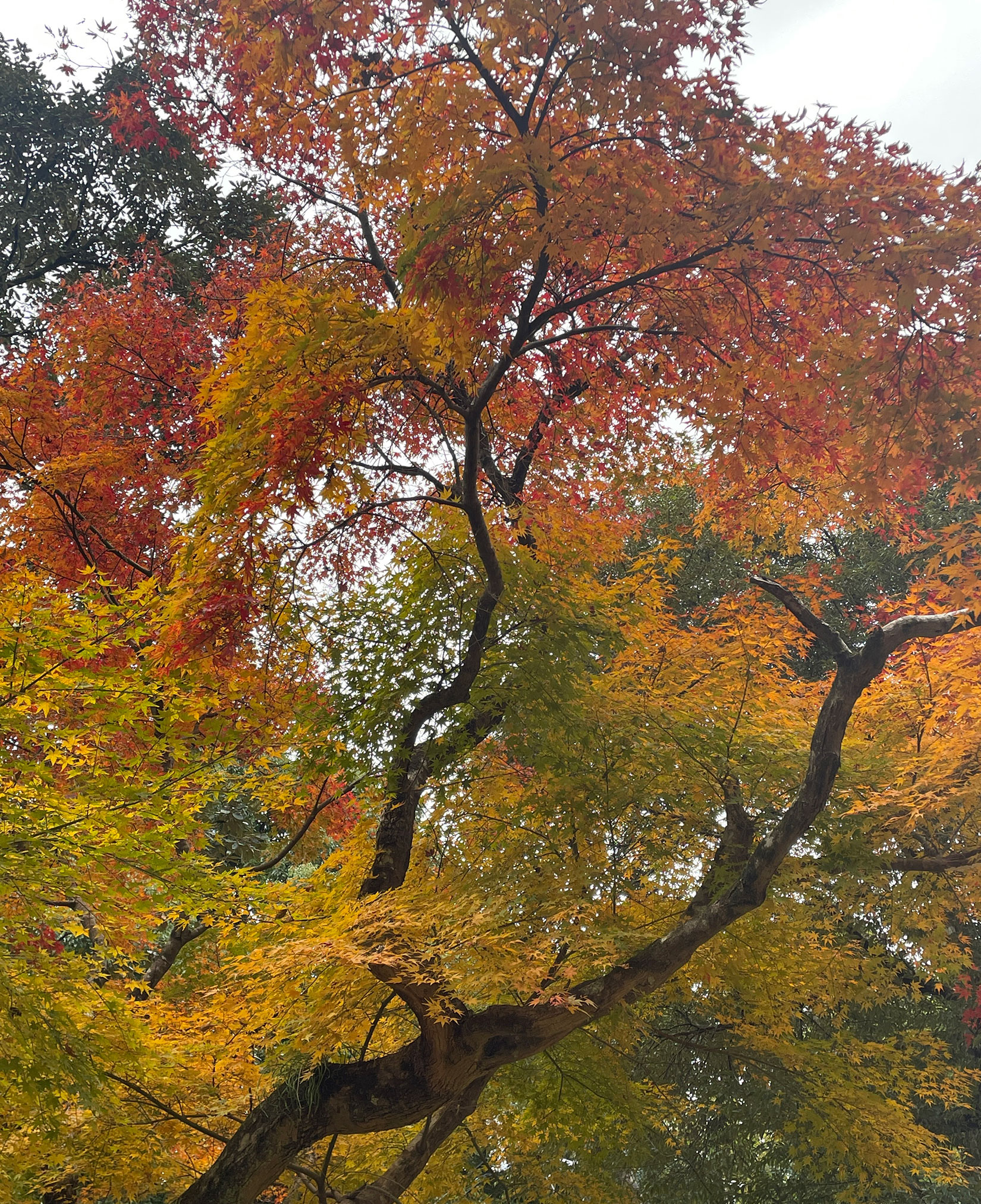 紅葉