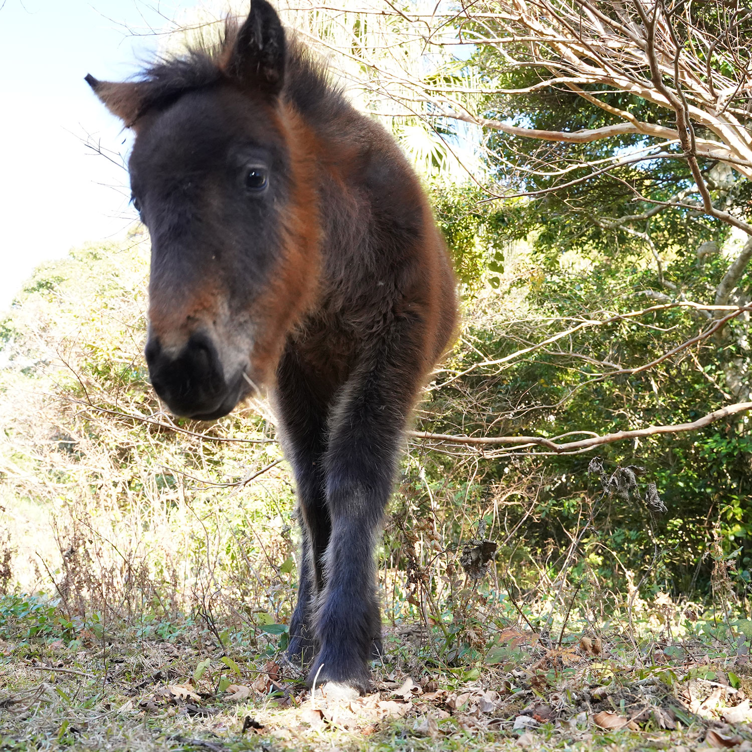 最後に眺めた野生馬