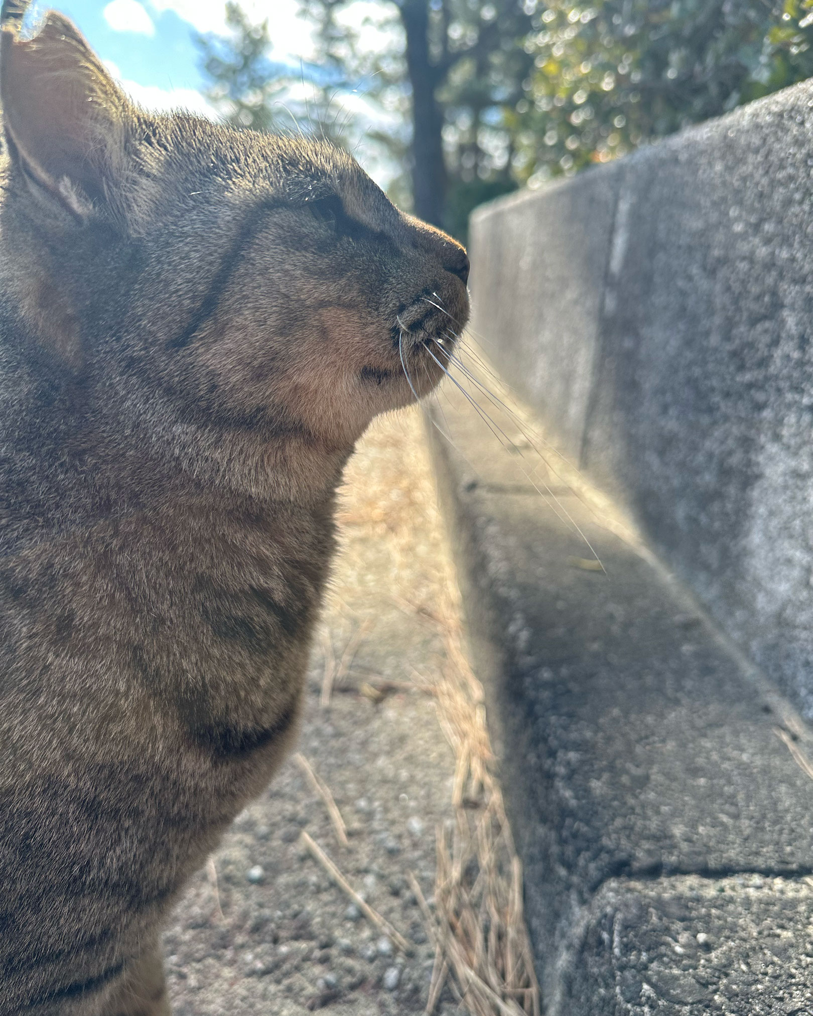 色男です