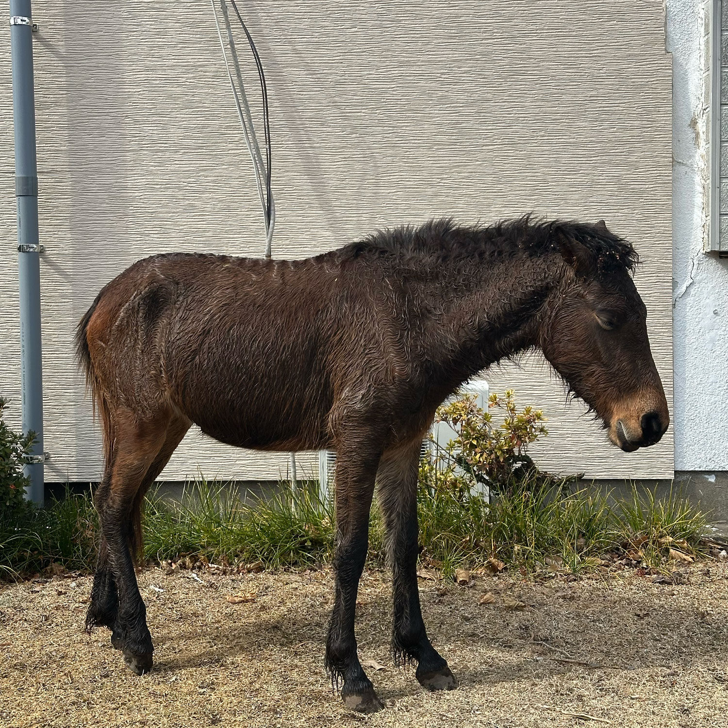 野生馬、昼寝中