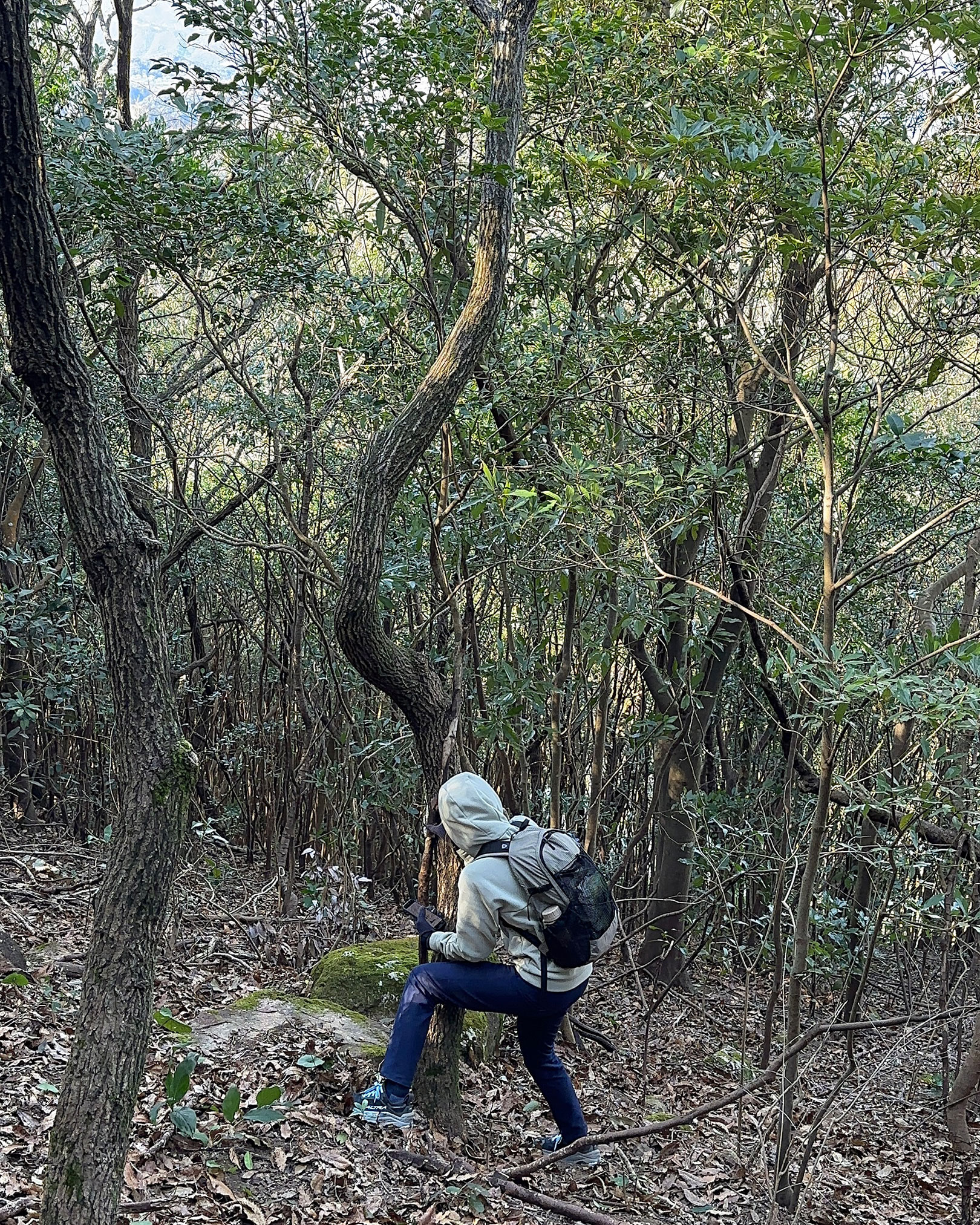 道なき道