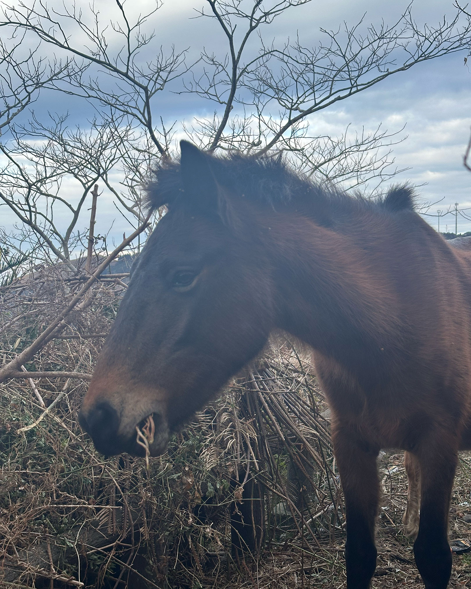 道を使ってくれていた野生馬