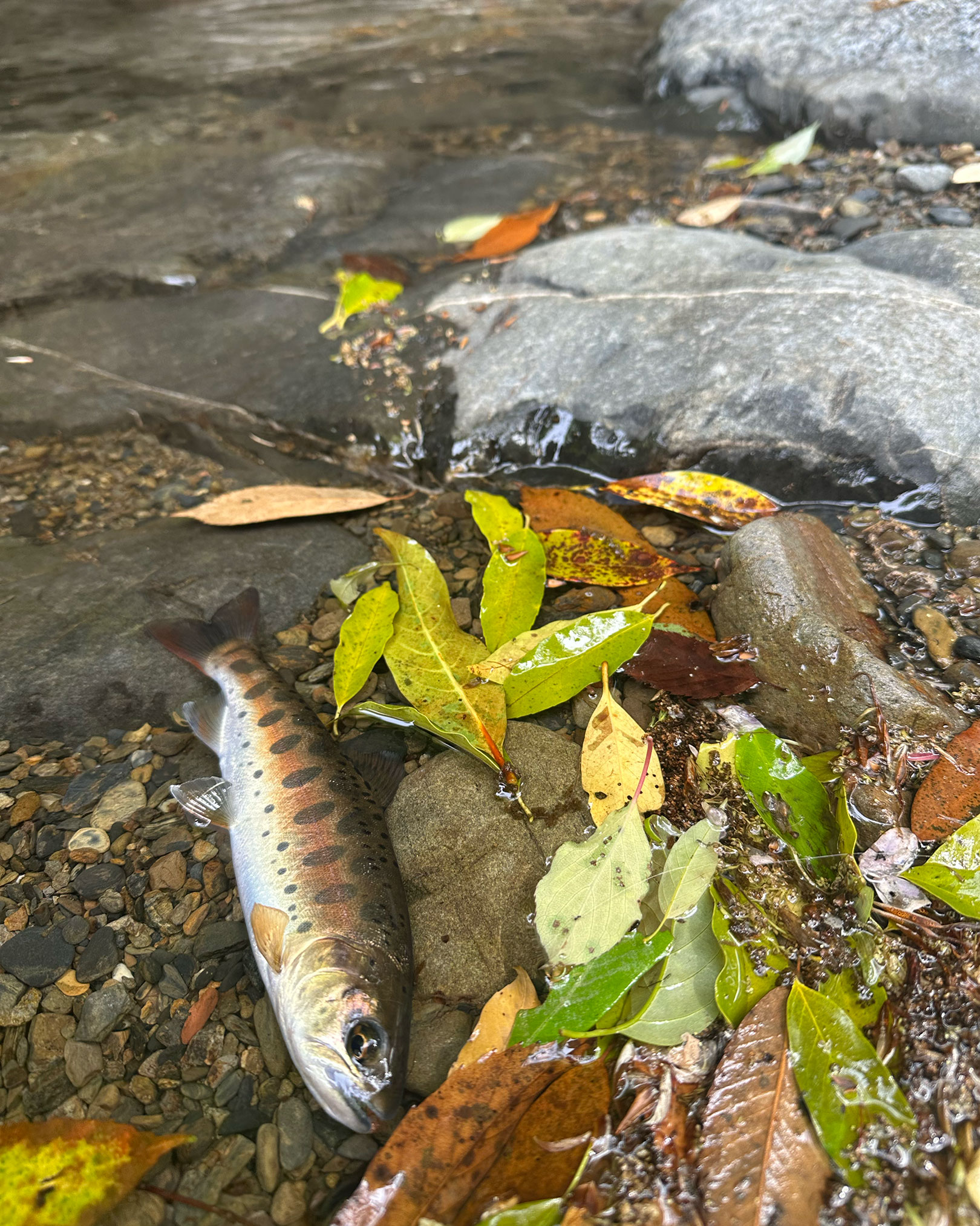 山女魚