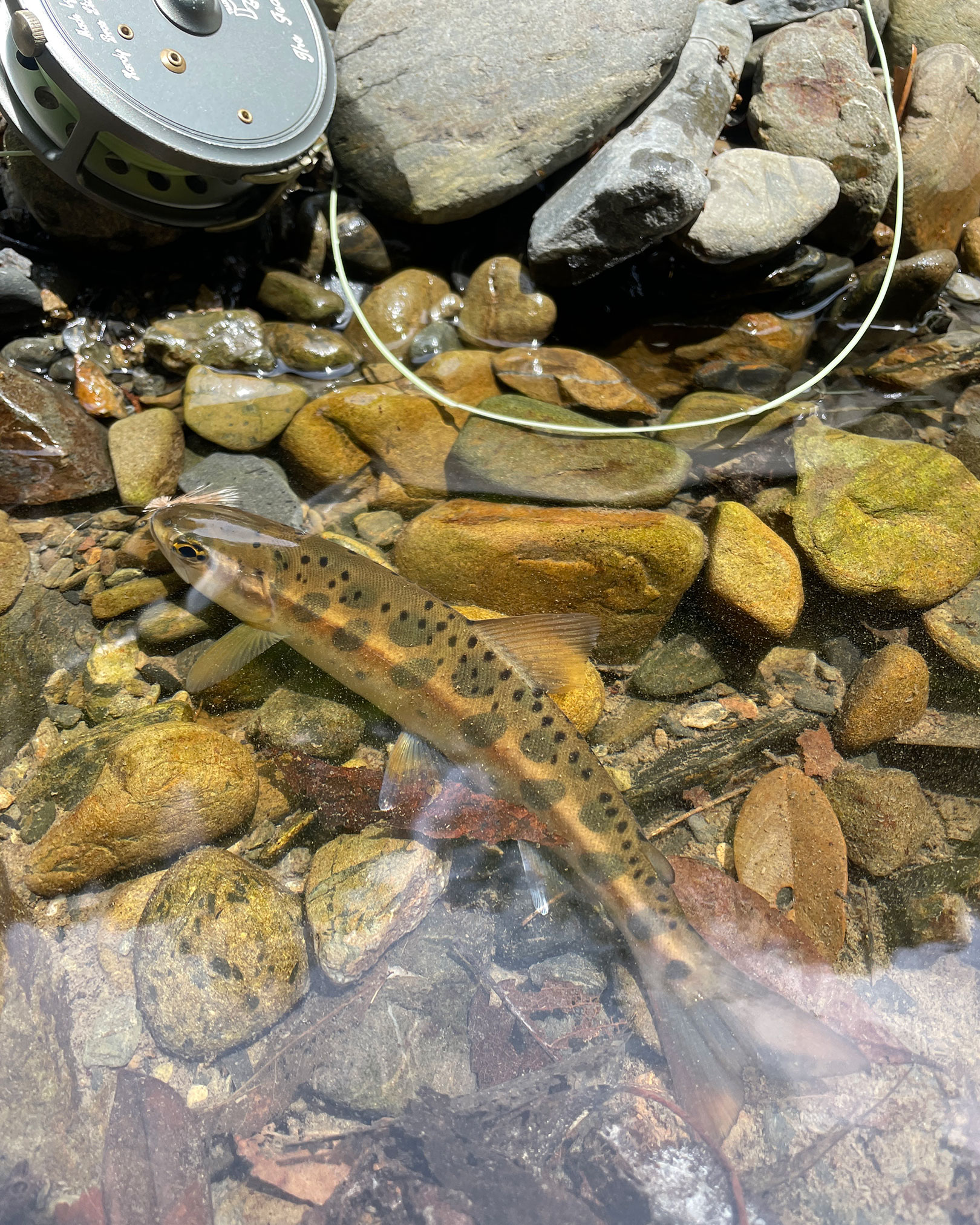 山女魚 (staff)