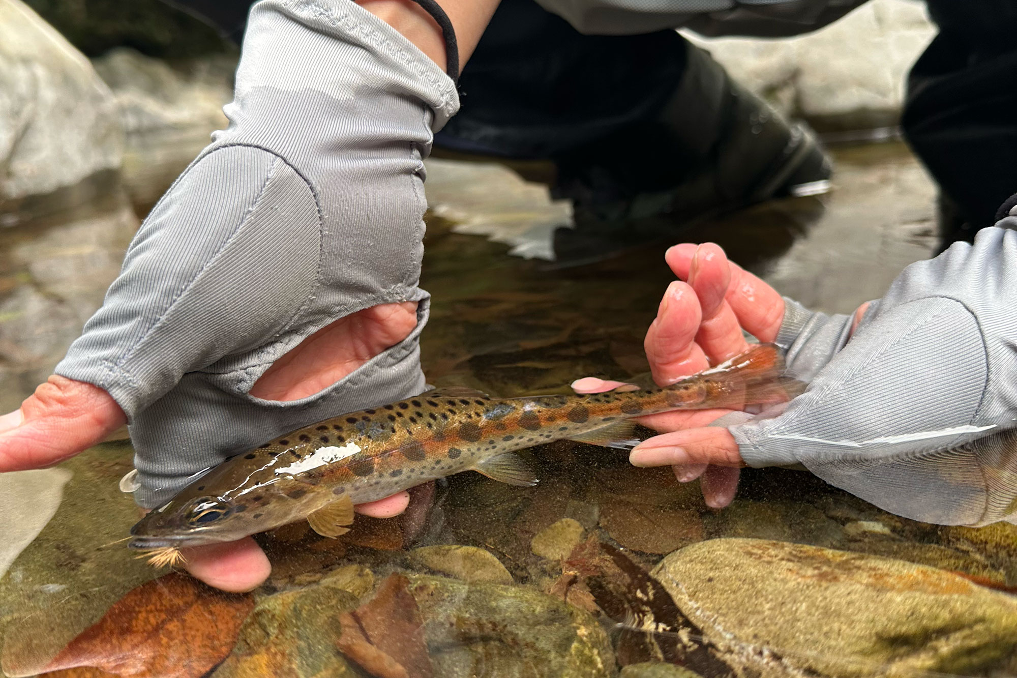 山女魚