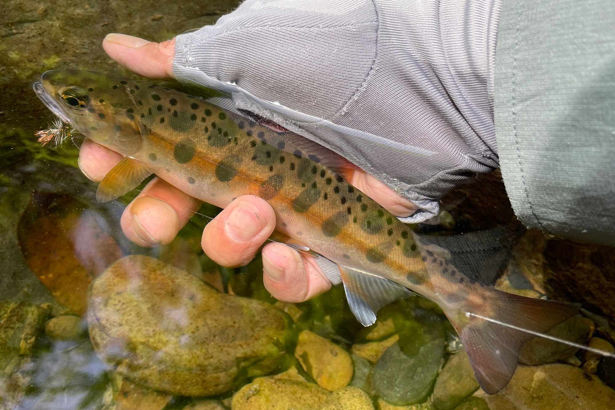 山女魚