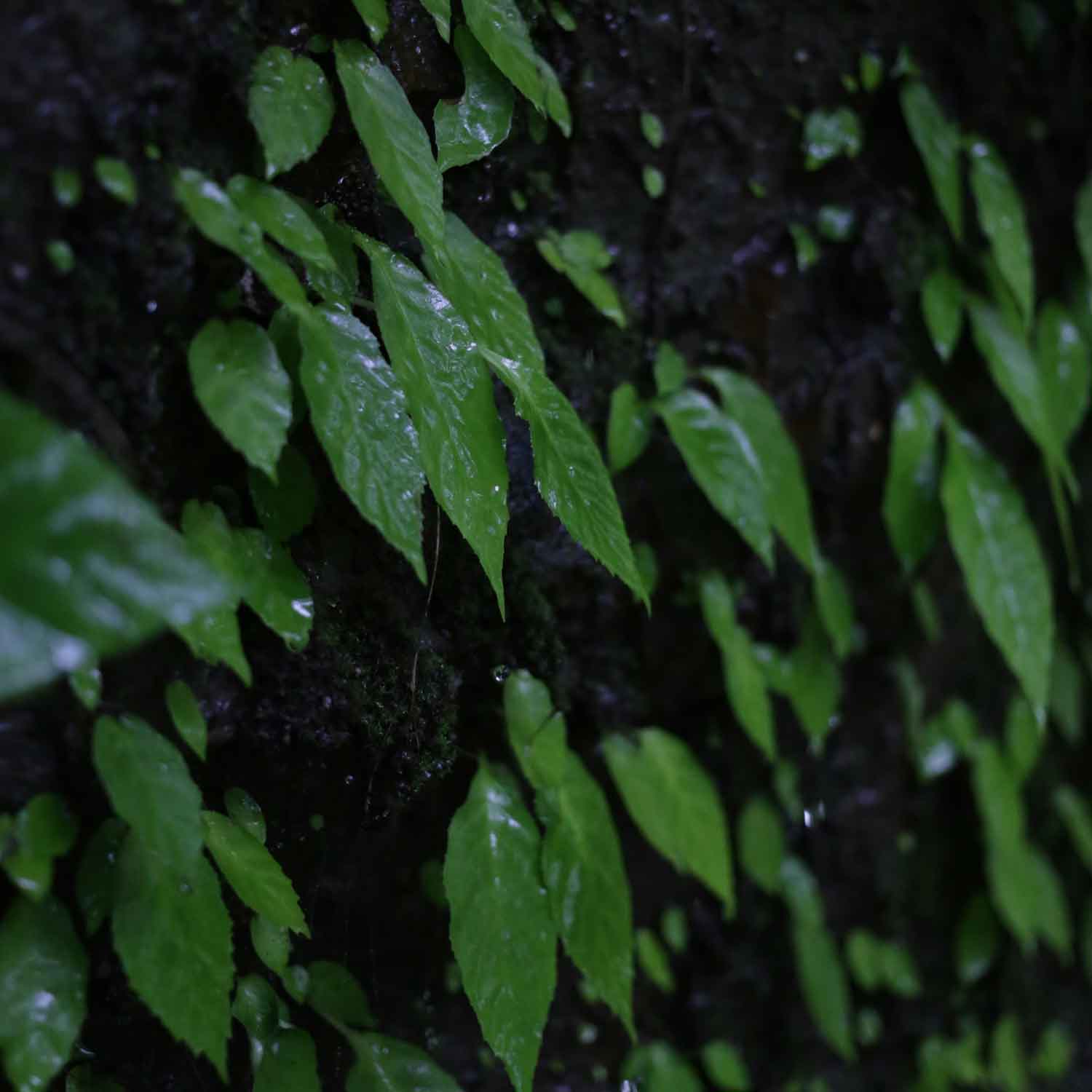 美しい雨の森