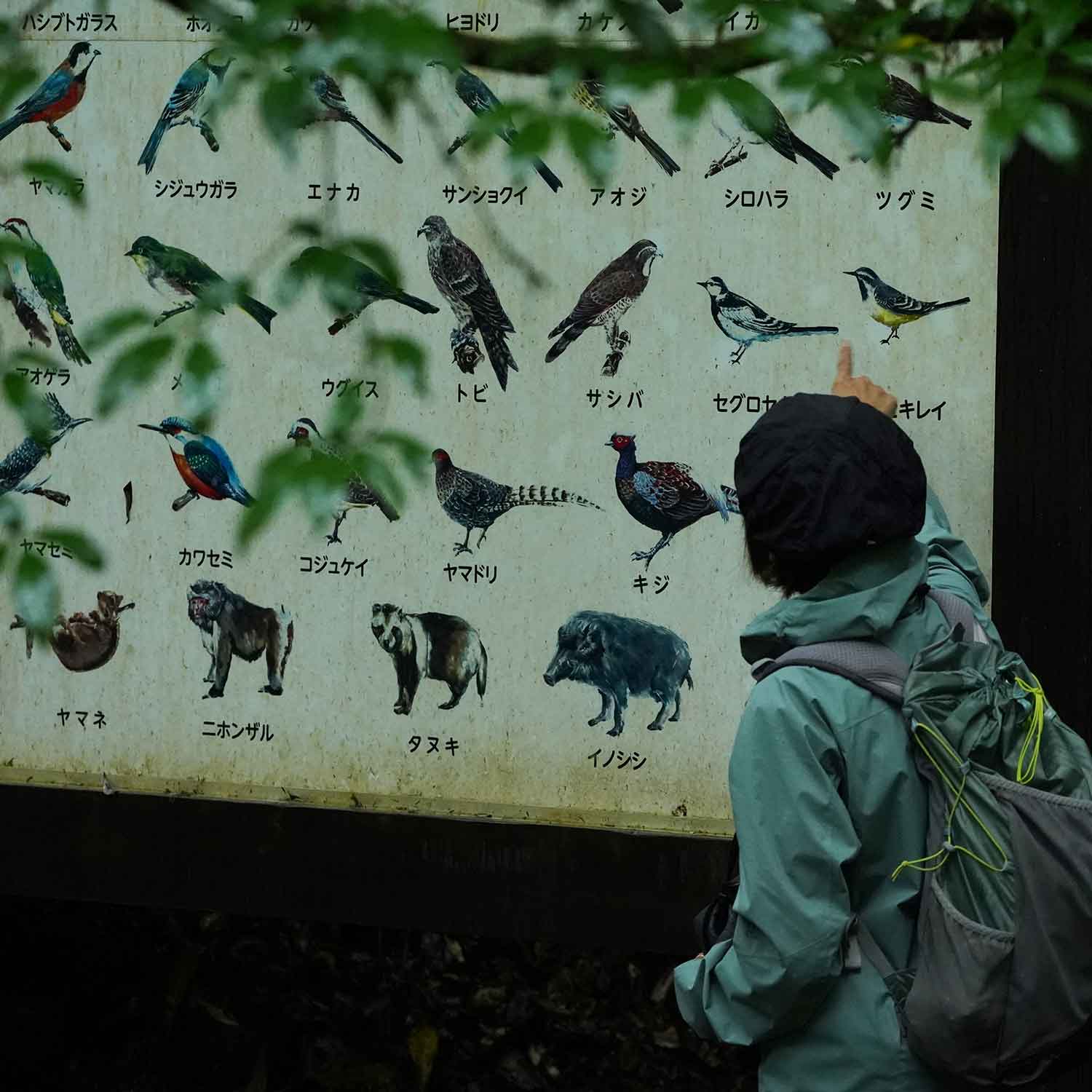 野鳥説明中のスタッフ