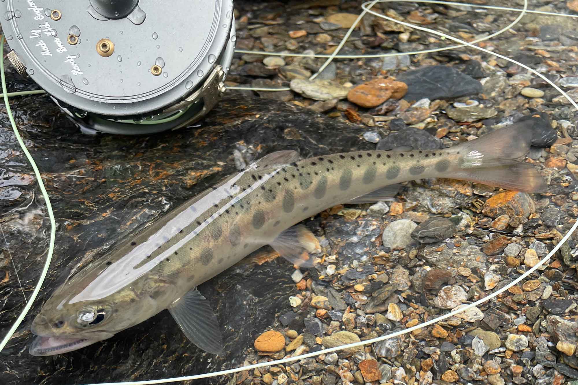 山女魚